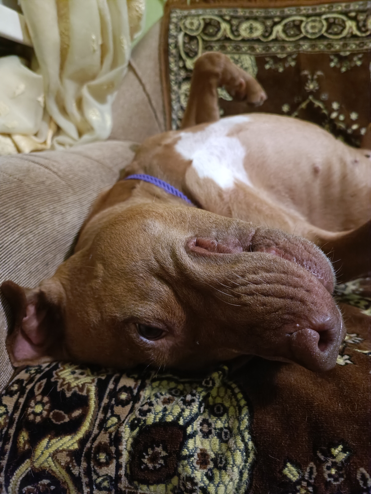 A brown pit bull dog with white markings on its chest is lying on its back on a sofa covered with a patterned brown and yellow blanket. The dog's head is resting on its side on the blanket. The dog's eyes are partially closed, and its mouth is slightly open, revealing its teeth and tongue. The dog is wearing a blue collar. In the background, a cream-colored draped fabric is visible. The image is a close-up shot, with the dog's head filling most of the frame. The environment appears to be indoors, likely a living room. The provided crops offer closer views of the dog's facial features, its body markings, and the textures of the sofa and blanket.