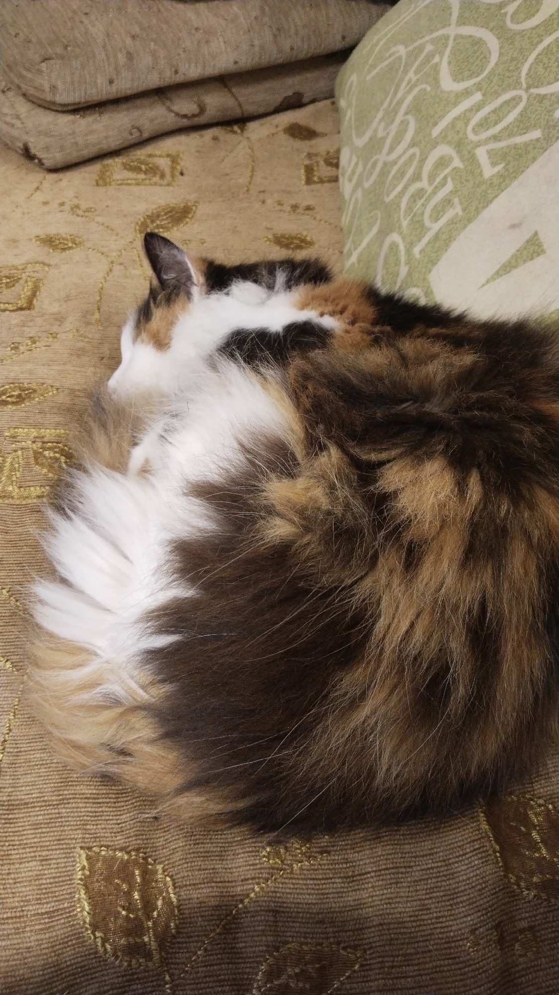 A calico cat with long, fluffy fur is curled up asleep on a textured, light brown couch. The cat's fur is a mix of white, brown, and black. A light green pillow with a white pattern is visible to the right of the cat. The couch has a subtle gold pattern woven into the fabric. The background shows the edge of another couch or cushion, also in a textured light brown fabric. The scene is indoors, likely in a residential setting. There is no discernible information about the city of Ussuna, Russia, in the image.