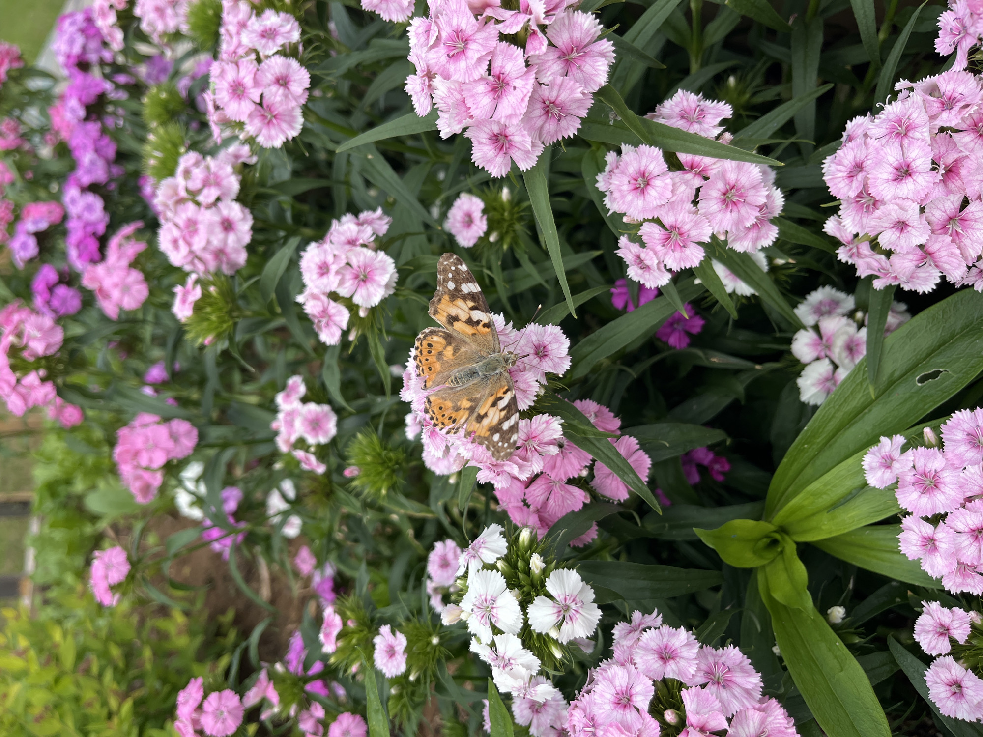 In the city of Chaikovsky, Russia, a close-up, eye-level shot captures a cluster of dianthus flowers in various shades of pink and white, with a single butterfly perched on one of the pink blooms. The butterfly, with its orange and brown patterned wings, is the focal point of the image. The surrounding environment is lush with green foliage and other flowers, suggesting a garden or park setting. The lighting is natural, indicating it's daytime, and the shallow depth of field blurs the background, emphasizing the butterfly and flowers in the foreground.