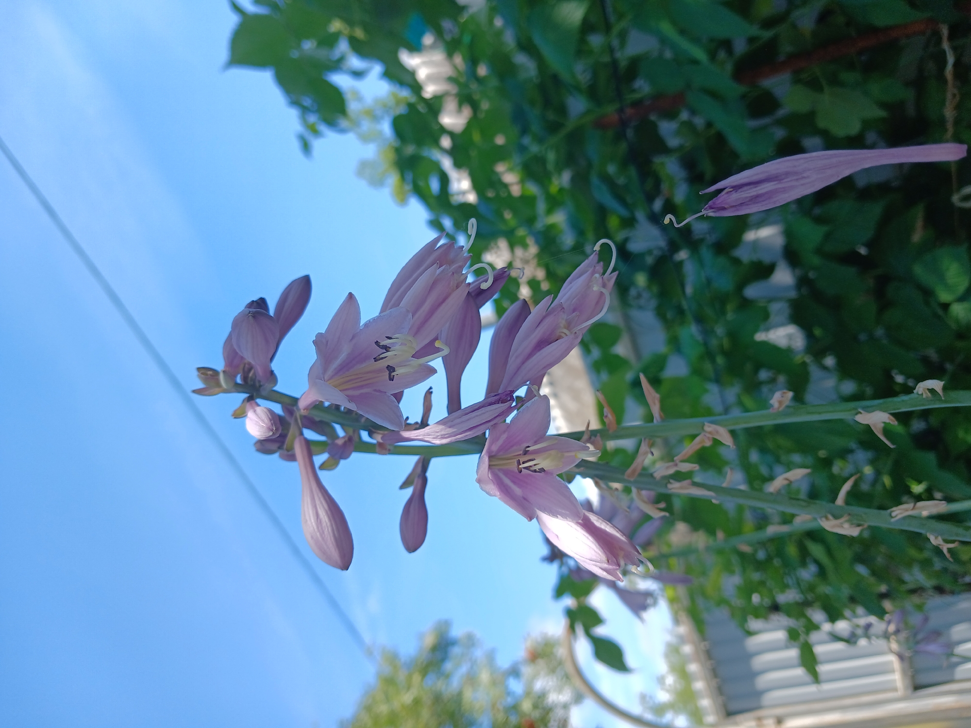 An outdoor, upward-facing, eye-level, medium shot captures a stalk of lavender flowers against a bright blue sky. The flowers are bell-shaped and hang down, some fully bloomed and others still in bud. The stalk is thin and green with several smaller, dried out buds or seed pods. Green leaves are visible in the background, as well as a light-colored fence and a thin wire running across the sky. The image appears to have been taken in Vasilyevo, Russia, based on the provided context, likely in a garden or yard.