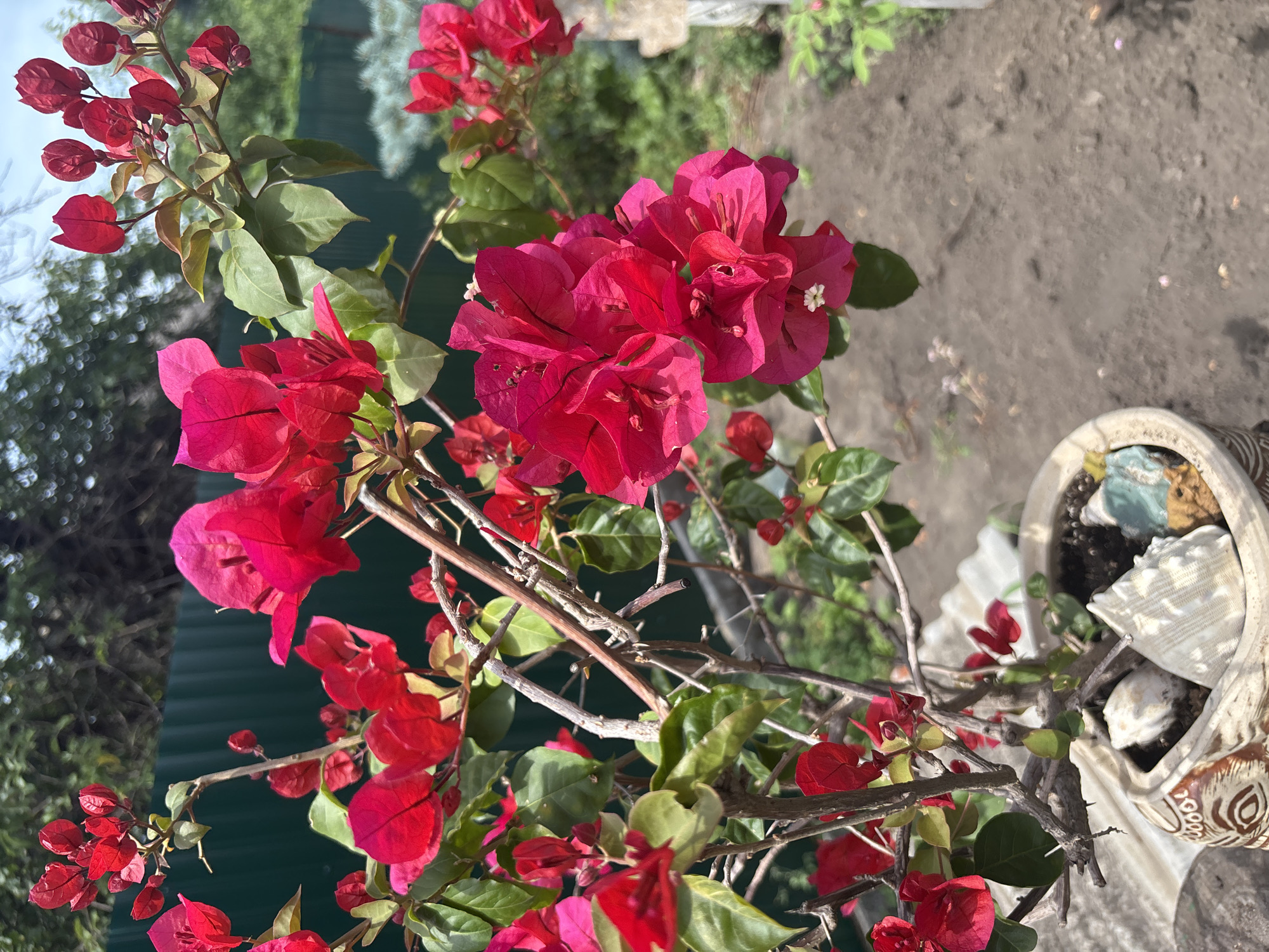 The image shows a close-up view of bright pink bougainvillea flowers with green leaves, set against a blurred background of a garden with a green fence and a dirt path. The plant is in a decorative pot adorned with a tribal pattern and shells. The scene appears to be outdoors on a sunny day, possibly in a residential area of Zmiiv, Ukraine, given the context. There are no people visible in the image.
