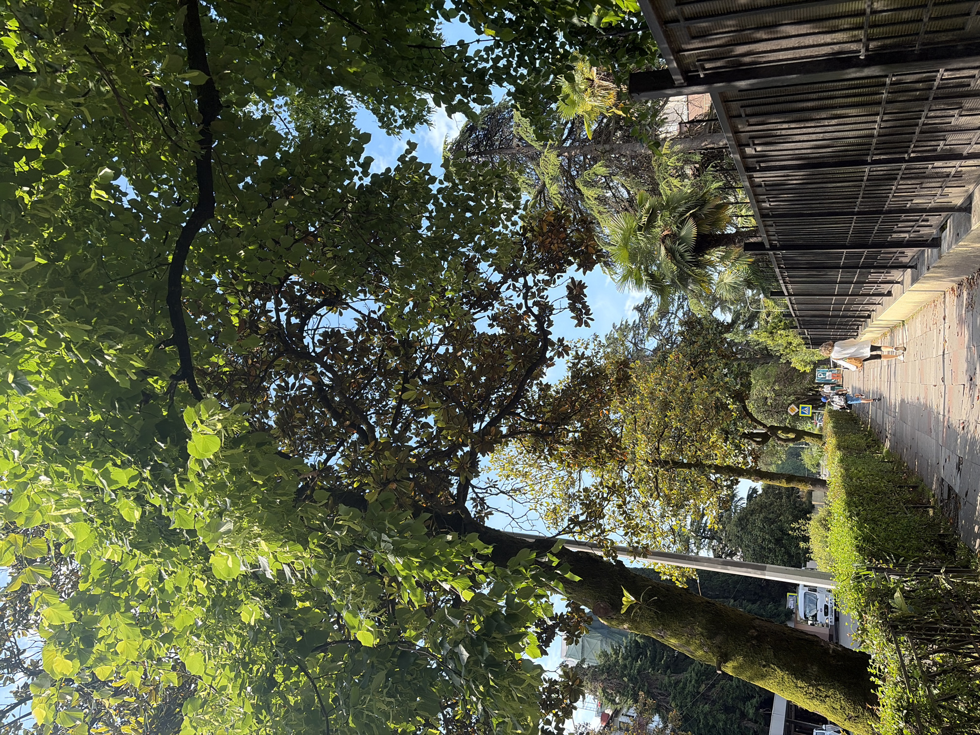 This is a photograph of a tree-lined sidewalk in Sochi, Russia, on a sunny day. The camera is angled upwards, capturing the lush green canopy of large trees that dominate the upper portion of the frame. The trees have thick trunks, some covered in moss, and their branches create a dappled light effect on the sidewalk below.
On the right side of the frame, a tall, black metal fence runs along the sidewalk. Beyond the fence, palm trees and other greenery are visible. On the left side of the sidewalk, a neatly trimmed hedge lines the pathway. In the distance, a white van is seen on a road parallel to the sidewalk, and several people are walking on the sidewalk. One person, a woman wearing a white top and black shorts, is walking away from the camera towards the right. Another person, a child, is walking further ahead on the sidewalk. Traffic signs, including a yellow pedestrian crossing sign, are visible along the sidewalk. Buildings are faintly visible in the background, peeking through the trees. The overall impression is that of a pleasant, sunny day in a well-maintained urban environment with abundant greenery.