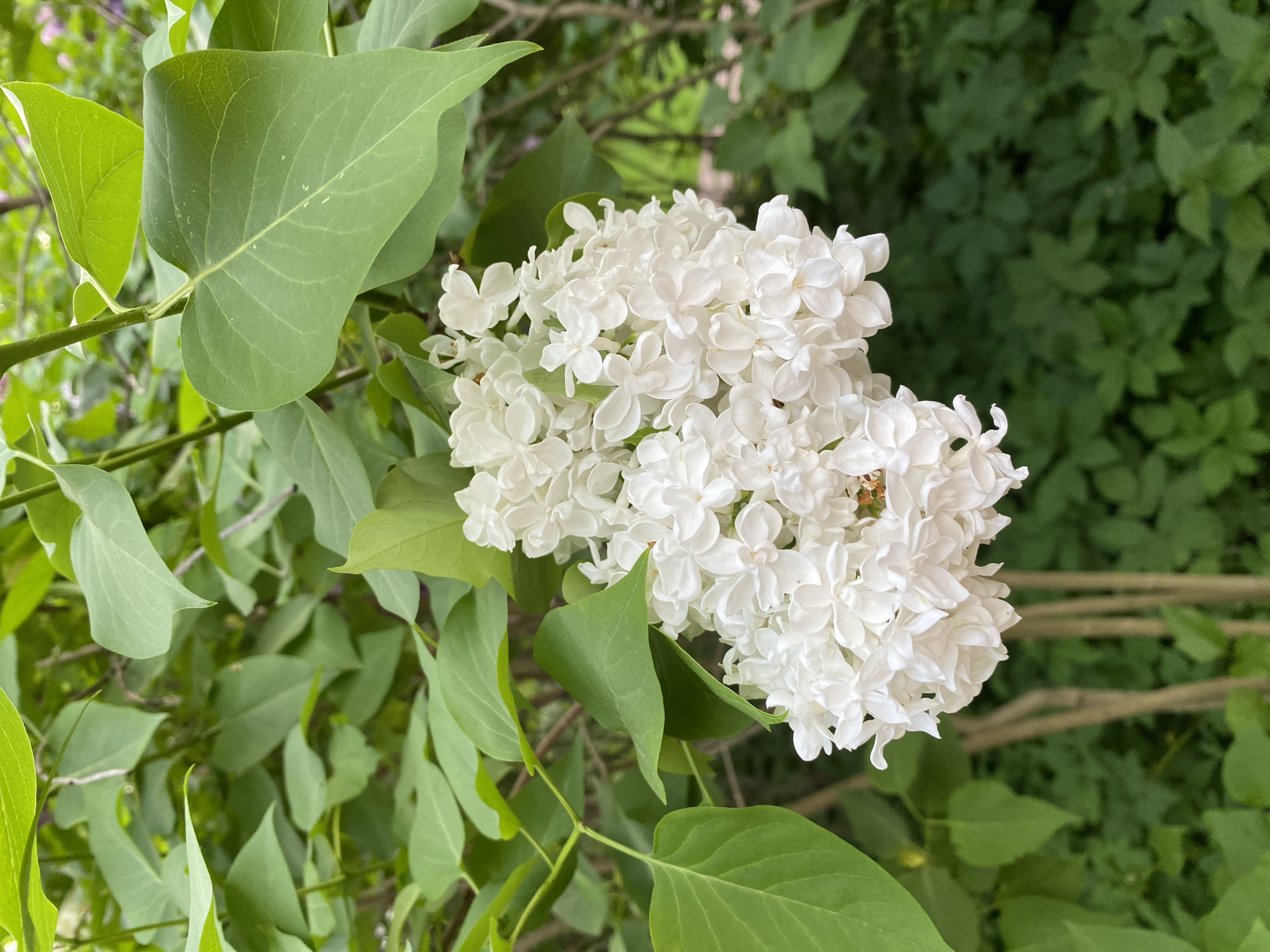 A close-up, vertical photograph depicts a dense cluster of white Syringa vulgaris (common lilac) flowers, positioned slightly to the lower right of the frame, surrounded by vibrant green foliage. The white inflorescence is composed of numerous small, four-petaled florets, exhibiting a textured appearance. Ovate to cordate green leaves, characteristic of lilac, frame the flowers, with some leaves showing visible venation and subtle light reflections. The background consists of blurred green foliage, indicating additional plant matter out of focus. No human figures, animals, or man-made objects are present. The lighting is natural and diffuse, suggesting an outdoor environment. This botanical scene is observed in the city of Saint Petersburg, Russia.