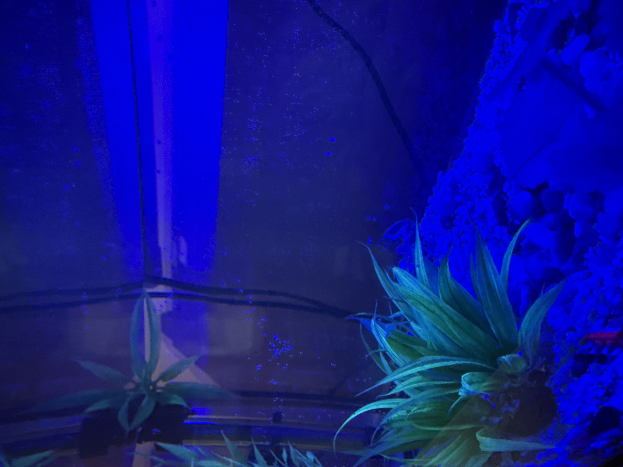 The image shows an aquarium with blue lighting. In the foreground, there are artificial green plants on a bed of gravel. The background is blurred and appears to be the interior of a room, with a darker area on the left suggesting equipment. There is no information in the image that indicates its location in Opoczno, Poland.