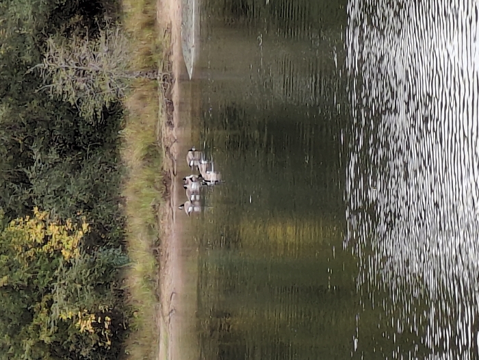 A horizontal shot depicts a lake bordered by a sandy shore and green trees. Several ducks are visible near the shoreline, swimming in the water. Ripples and reflections create a textured effect on the lake's surface, contrasted by the calm reflections on the left. A boat is visible in the distance near the shoreline.
