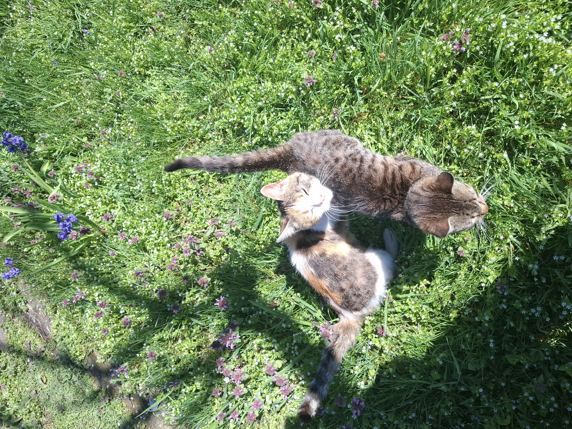 In a sunny outdoor setting in Gramada, Bulgaria, two cats are resting on a patch of green grass. The grass is interspersed with small white and purple wildflowers. One cat is calico, and the other is tabby. The calico cat is lying on its side, with its head tilted up. The tabby cat is stretched out with its head near the calico cat's back. Some blue flowers are on the left side of the frame.
