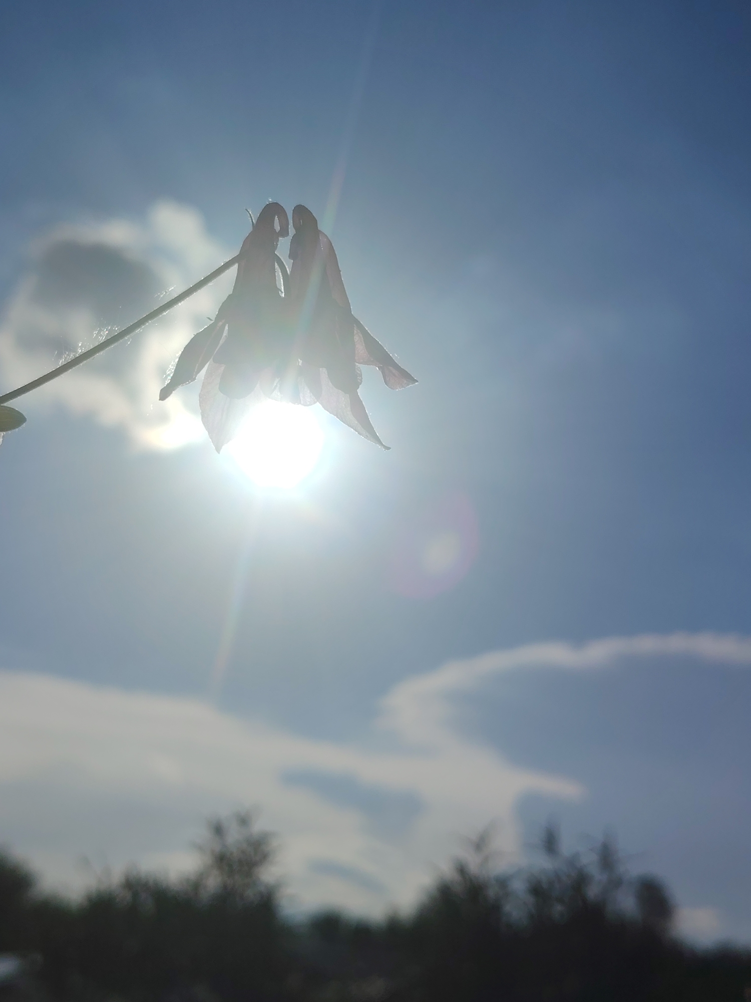 A low-angle, medium shot captures the silhouette of two columbine flowers against a bright, sunlit sky. The sun is positioned behind the flowers, creating a strong backlight that causes them to appear translucent and almost ethereal. Lens flare is evident, with a bright starburst from the sun and a circular flare to the right. The sky is a vibrant blue, with soft, wispy clouds scattered across it. In the background, the tops of dark, out-of-focus trees and foliage create a blurred, silhouetted foreground. The image suggests an outdoor setting, likely in a garden or natural area, with the sun high in the sky. The exact location is unknown.