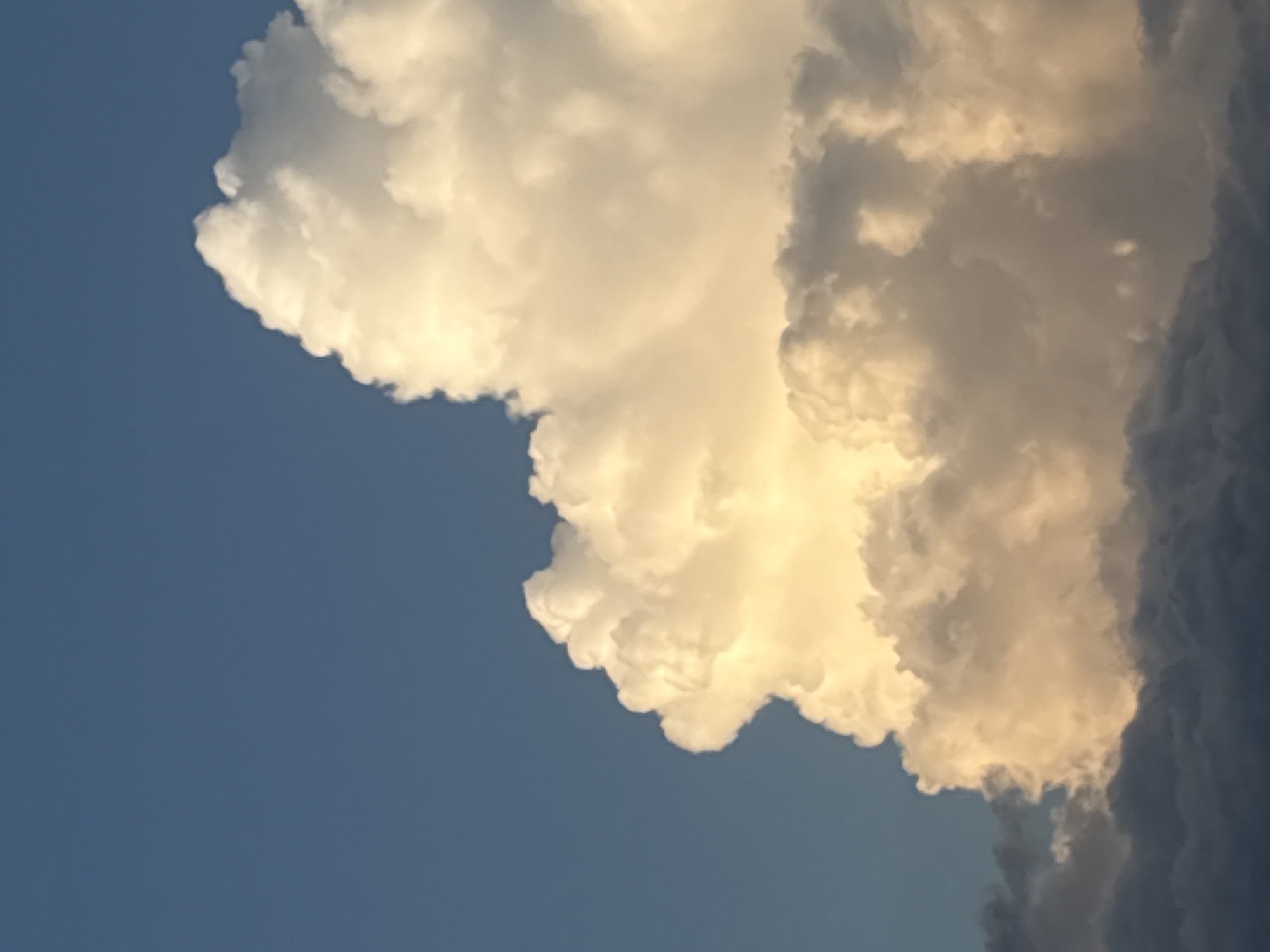 The image is a close-up, vertical shot of a sky filled with clouds. The upper portion of the frame is a clear, deep blue sky. The majority of the image is occupied by large, fluffy white clouds that are illuminated from the side, creating bright highlights and soft shadows. The light suggests either sunrise or sunset. Towards the bottom of the frame, darker, more ominous-looking clouds are visible. The image appears to be a natural landscape shot, with no man-made structures or people visible. The specific location within Saint Petersburg, Russia, cannot be determined from the provided image.