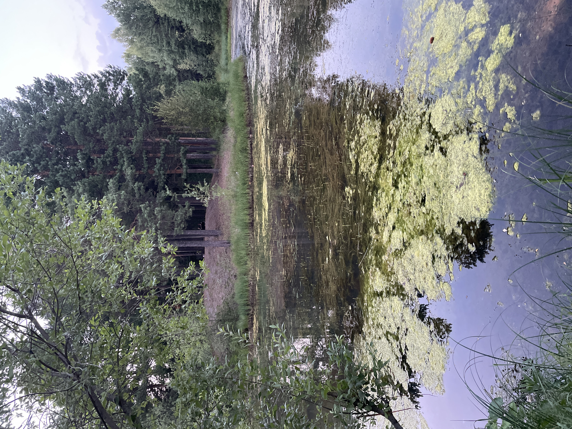 The image depicts a natural scene by a body of water, likely a pond or small lake, surrounded by dense forest vegetation. The water's surface is partially covered with green algae and aquatic plants, creating a mottled texture. Reflections of the trees and sky are visible on the water. In the background, tall pine trees dominate the treeline, with some deciduous trees and undergrowth present. The lighting suggests it is either early morning or late evening, with a soft, diffused light. The overall environment is tranquil and indicative of a natural, undeveloped area within or on the outskirts of the city of Surgut, Russia. There are no people or animals visible in the image.