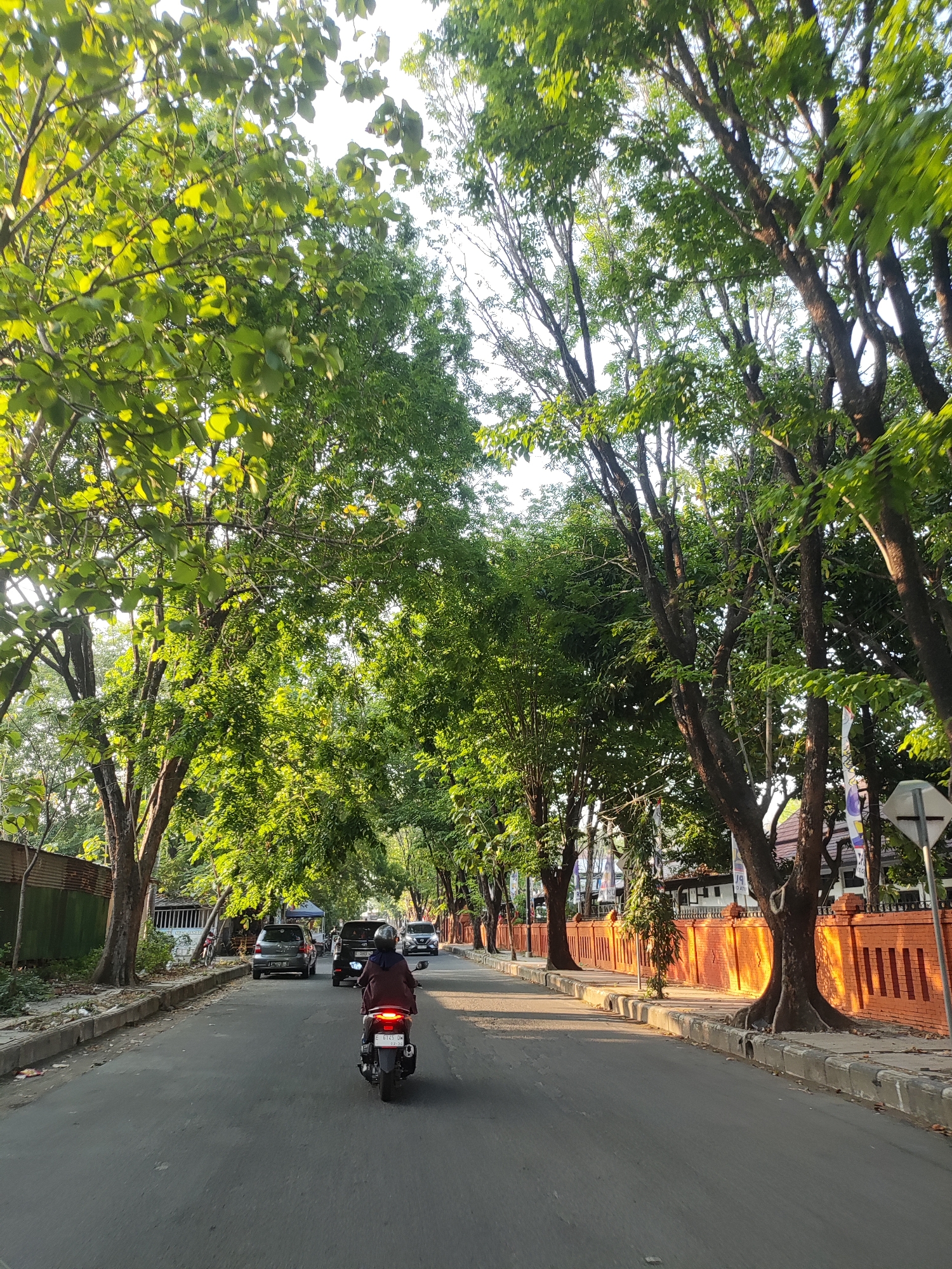 The image depicts a street scene in Cirebon, Indonesia, characterized by a tree-lined road. A motorcycle with a rider wearing a maroon jacket and a black headscarf is traveling away from the camera. Behind the motorcycle, there are several cars, including a dark SUV and a lighter gray hatchback. The road is paved, with a sidewalk and a low brick wall on the right side of the image. The wall is adorned with decorative elements and is partially shaded by the trees. The trees, with their lush green foliage, create a canopy over the road, and sunlight filters through the leaves, casting dappled shadows. Buildings and other structures are visible in the background, some with awnings or signs. A traffic sign, possibly a crossroad or intersection sign, is visible on the right side of the road. The overall impression is that of a typical urban street on a sunny day in Cirebon.