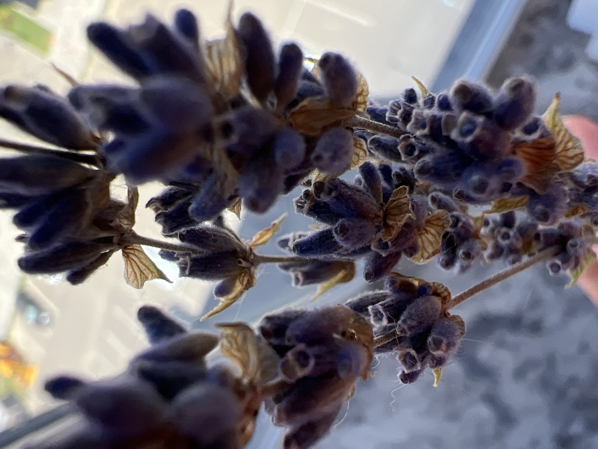 A close-up, shallow depth-of-field shot focuses on a sprig of dried lavender, showing the fuzzy, purplish florets and dried calyxes. The lavender is held by a portion of a person's hand in the lower right corner. The background is out of focus and appears to be an urban setting, possibly a street or parking lot with faint indications of buildings and vehicles. The lighting suggests it is daytime.