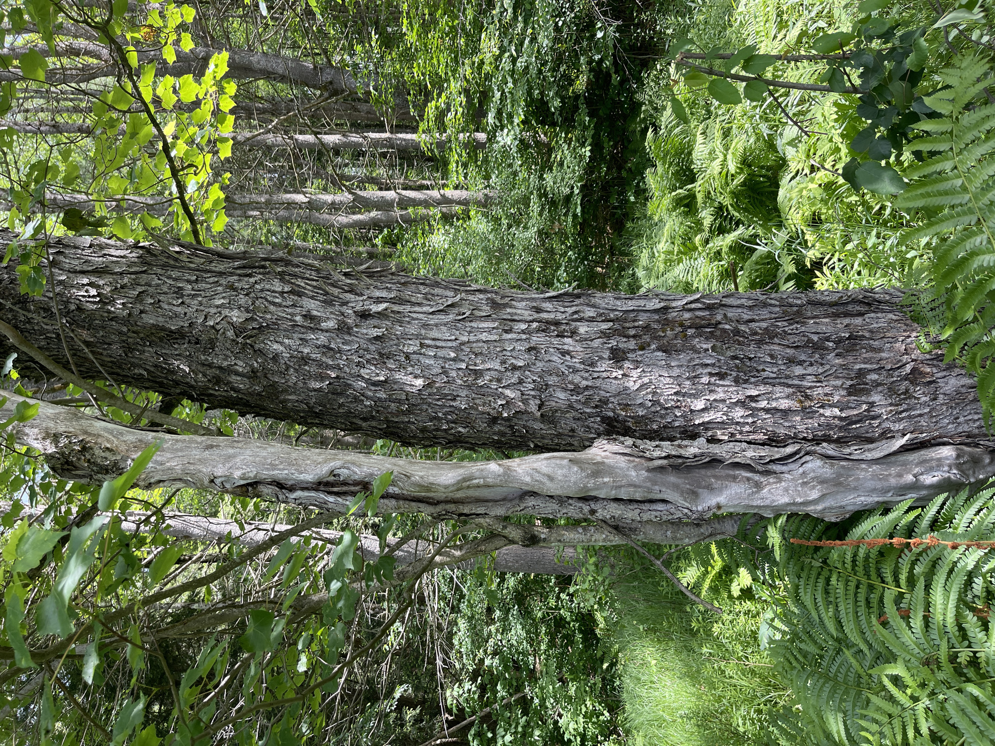 This is a vertical, medium shot of a forest in Brantingham, United States. The foreground features two trees side by side. The tree on the right has rough, grey bark, and the tree on the left is lighter grey and appears dead and twisted. The ground is covered in lush green ferns and grass. In the background, a dense forest of deciduous and evergreen trees creates a dappled shade. Sunlight filters through the leaves, illuminating some areas of the forest floor and creating a vibrant green scene. No people or animals are visible in the image.