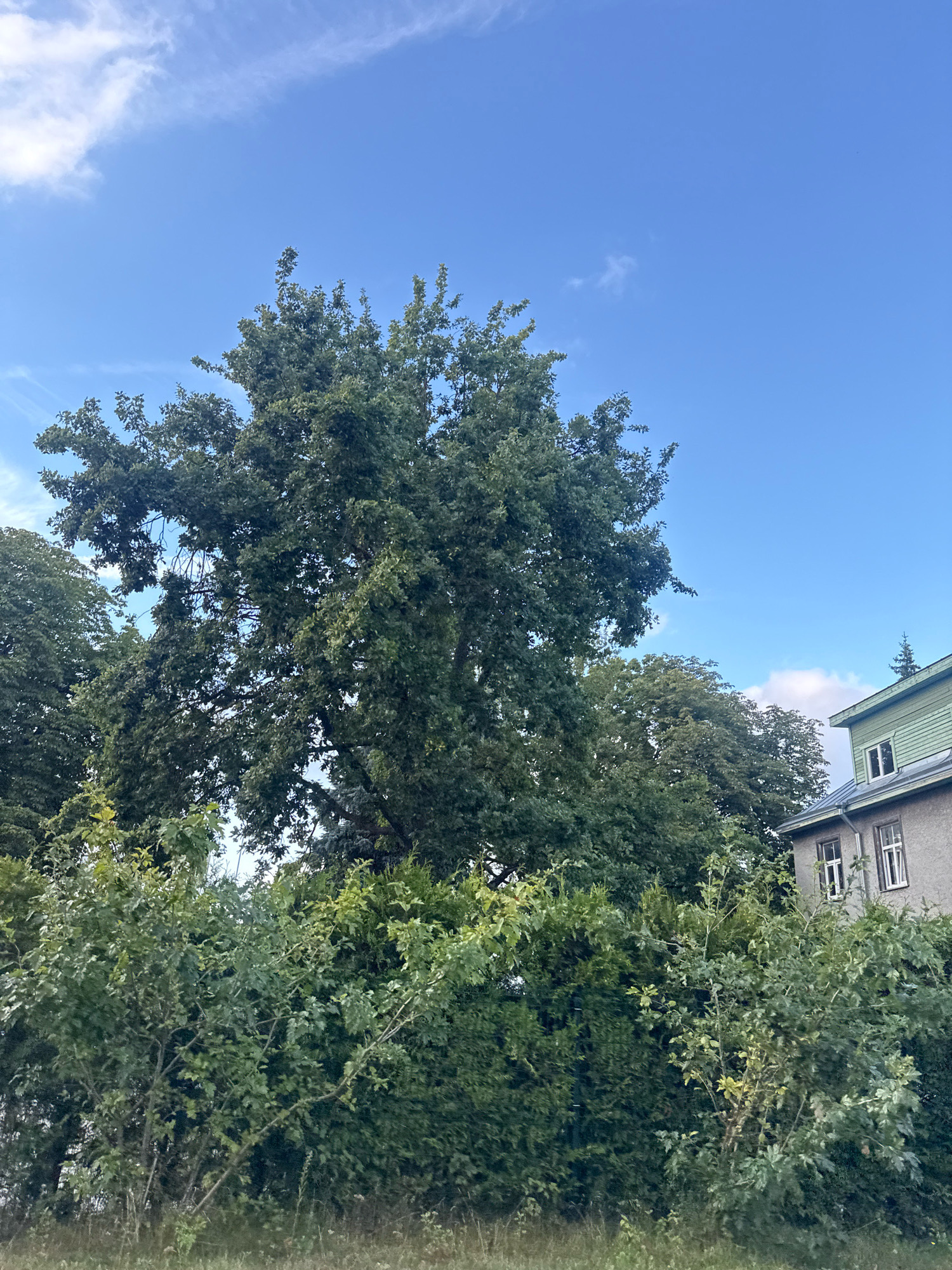 The image depicts an outdoor scene with a clear blue sky and some scattered white clouds. In the foreground, there is dense green foliage, consisting of various trees and bushes. The foliage is lush and appears to be in full leaf, suggesting a temperate climate during the warmer months.
Dominating the central and left portions of the image is a large, mature tree with a full canopy of dark green leaves. Its branches are thick and spread widely. To the right of the large tree, partially obscured by the foliage, is a building. The visible part of the building is a grey-colored facade with a sloping roof painted in a greenish hue. There are at least two windows visible on the upper floor of the building, each with white frames. A tall evergreen tree is visible on the right side of the building's roof.
The overall impression is one of a semi-urban or suburban environment, where nature is encroaching on or coexisting with man-made structures. The lighting suggests it is daytime, likely late morning or afternoon, given the brightness of the sky.
While the image itself does not provide direct clues to its specific location within Tallinn, Estonia, this type of landscape with mature trees and older buildings is common in many parts of the city, particularly in residential areas or parks. The architectural style of the building, with its grey plaster and green roof, is also consistent with older structures found in Estonia. Without further context or identifying landmarks, pinpointing the exact street or neighborhood is not possible based solely on this image.
