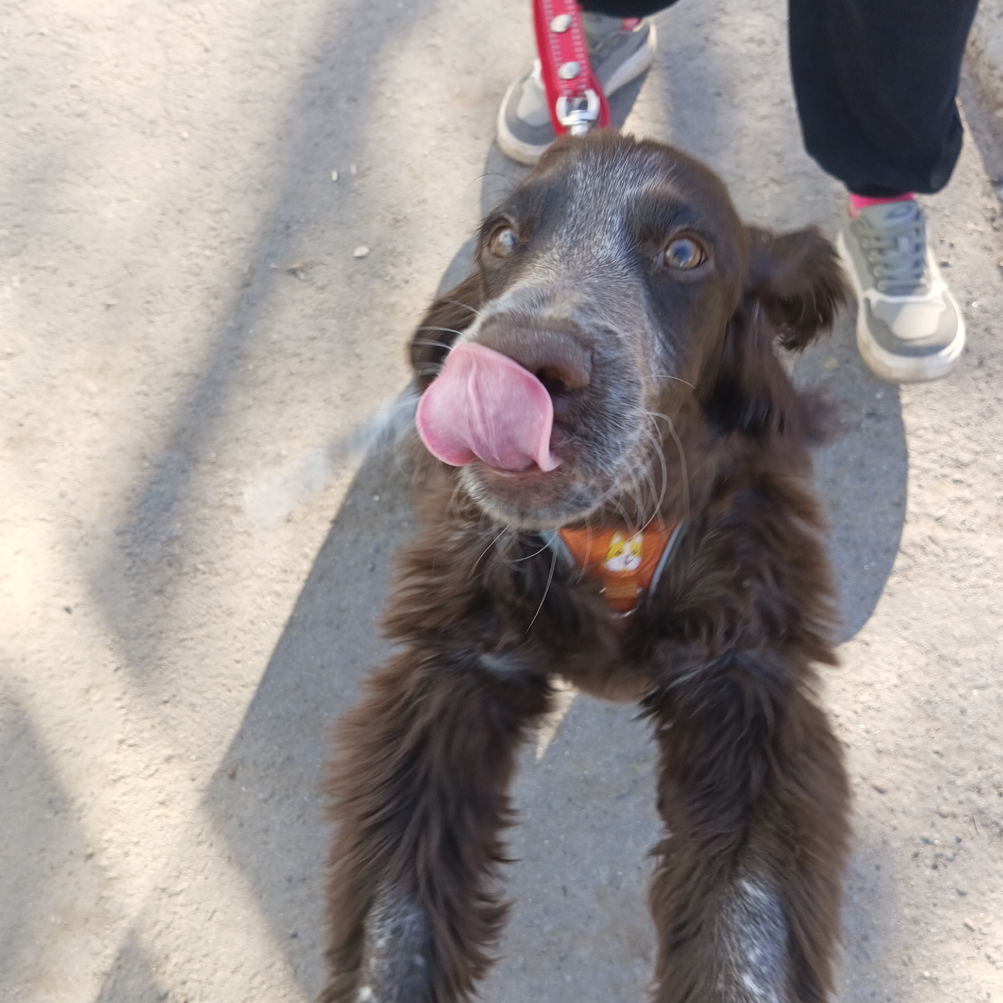 The image features a close-up, high-angle view of a playful brown dog looking directly up at the camera. The dog has dark brown, medium-length fur with lighter white or grey markings on its muzzle, chin, and chest. Its large, round eyes are wide and focused upwards, and its pink tongue is extended, licking its nose. The dog's floppy ears are visible on either side of its head. It wears a bright orange harness with a small cartoon dog character design on it, positioned on its chest.
The setting is outdoors, with a light-colored, textured ground that appears to be a mix of concrete or paved surface with some dirt and small stones. Strong shadows are visible on the ground, indicating bright sunlight and a clear day. In the upper part of the frame, the lower legs and feet of a person are visible. The person wears black pants and grey sneakers with pink details on the soles and laces. A red leash connects to the dog's harness and extends towards the person's feet, suggesting they are on a walk.
The dog's upward gaze and tongue action convey a sense of excitement, curiosity, or anticipation, perhaps looking for attention or a treat. The scene depicts a casual, happy moment between a pet and its owner in Chaikovsky, Russia. There is no visible text in the image.