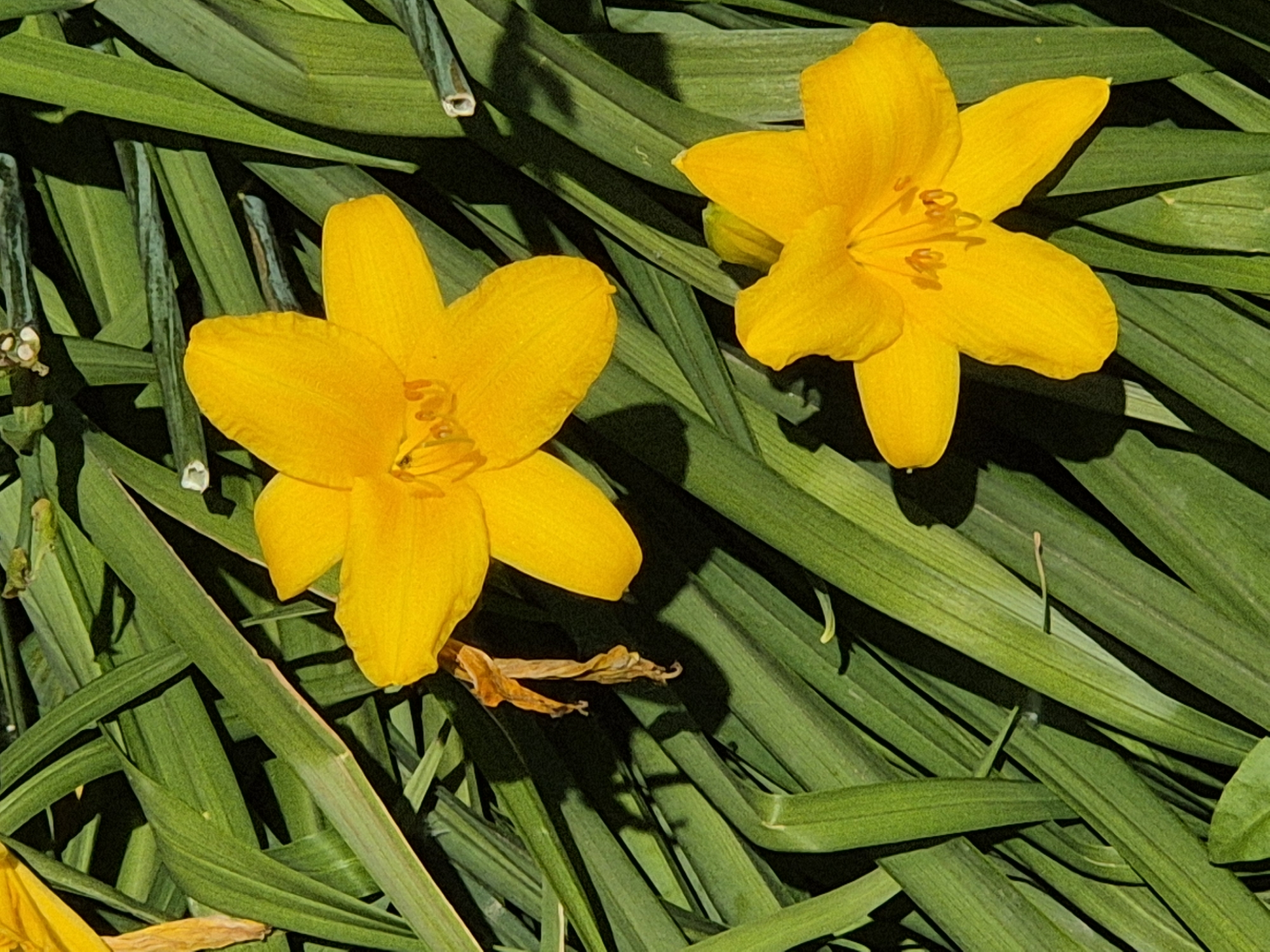 The image depicts two yellow flowers, likely daylilies, lying on a bed of long, green, grass-like foliage. The flowers are in full bloom, showcasing their petals and central reproductive structures. Some dried, withered petals are visible near one of the flowers. The foliage is dense and uniformly green. The location is unspecified, so no mention of Kokshetau is possible.