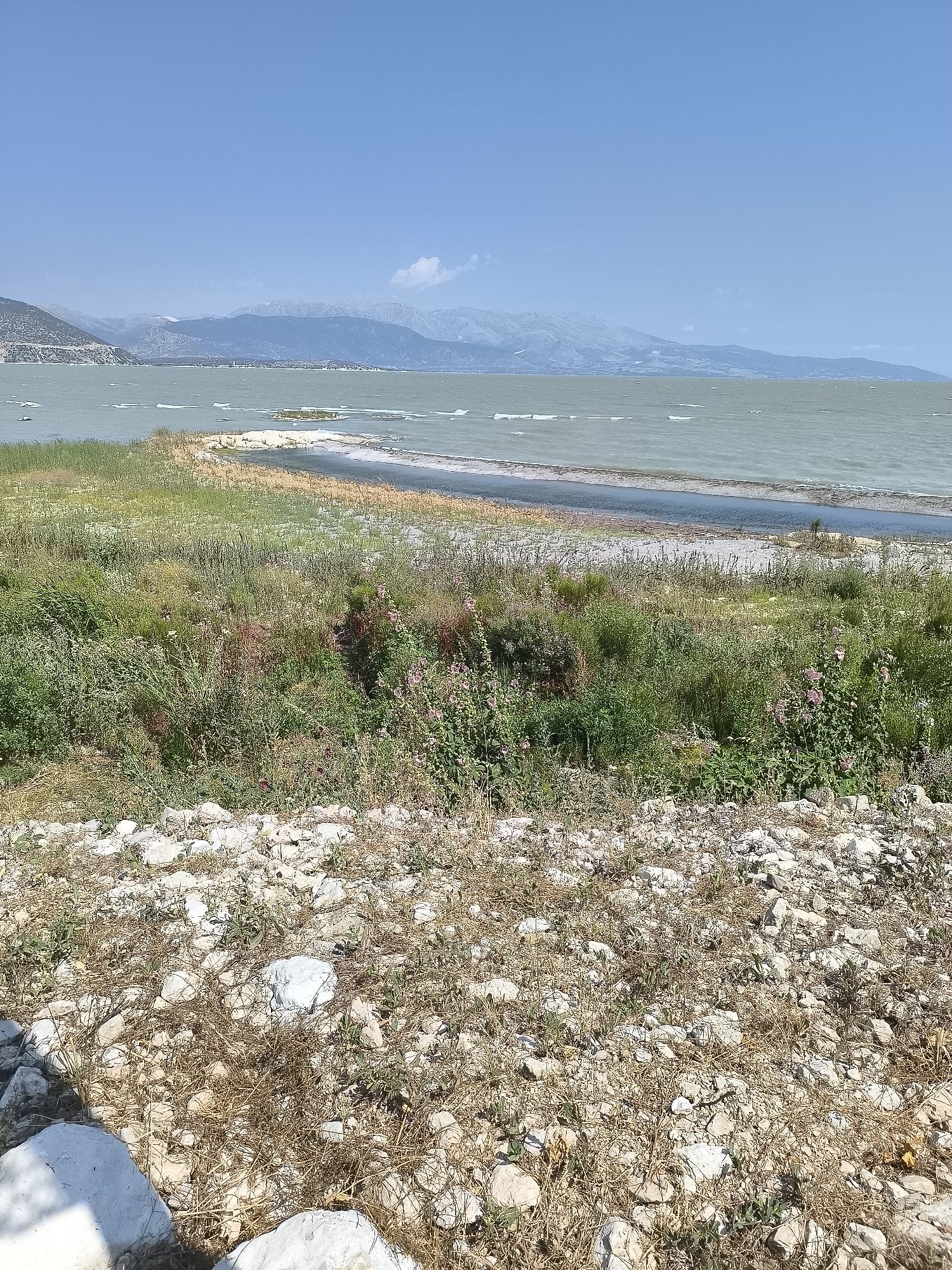 The image depicts a scenic view of Eğirdir Lake in Eğirdir, Turkey, under a clear blue sky. The foreground is a rocky, dry landscape with sparse vegetation and white stones. A narrow strip of dry land with scattered green plants and some pink flowers separates the foreground from the lake. The lake itself is a muted green color, with ripples on its surface and several small islands or sandbars visible in the distance. Beyond the lake, a range of hazy, blue-toned mountains forms the horizon. The overall impression is of a natural, somewhat arid environment.