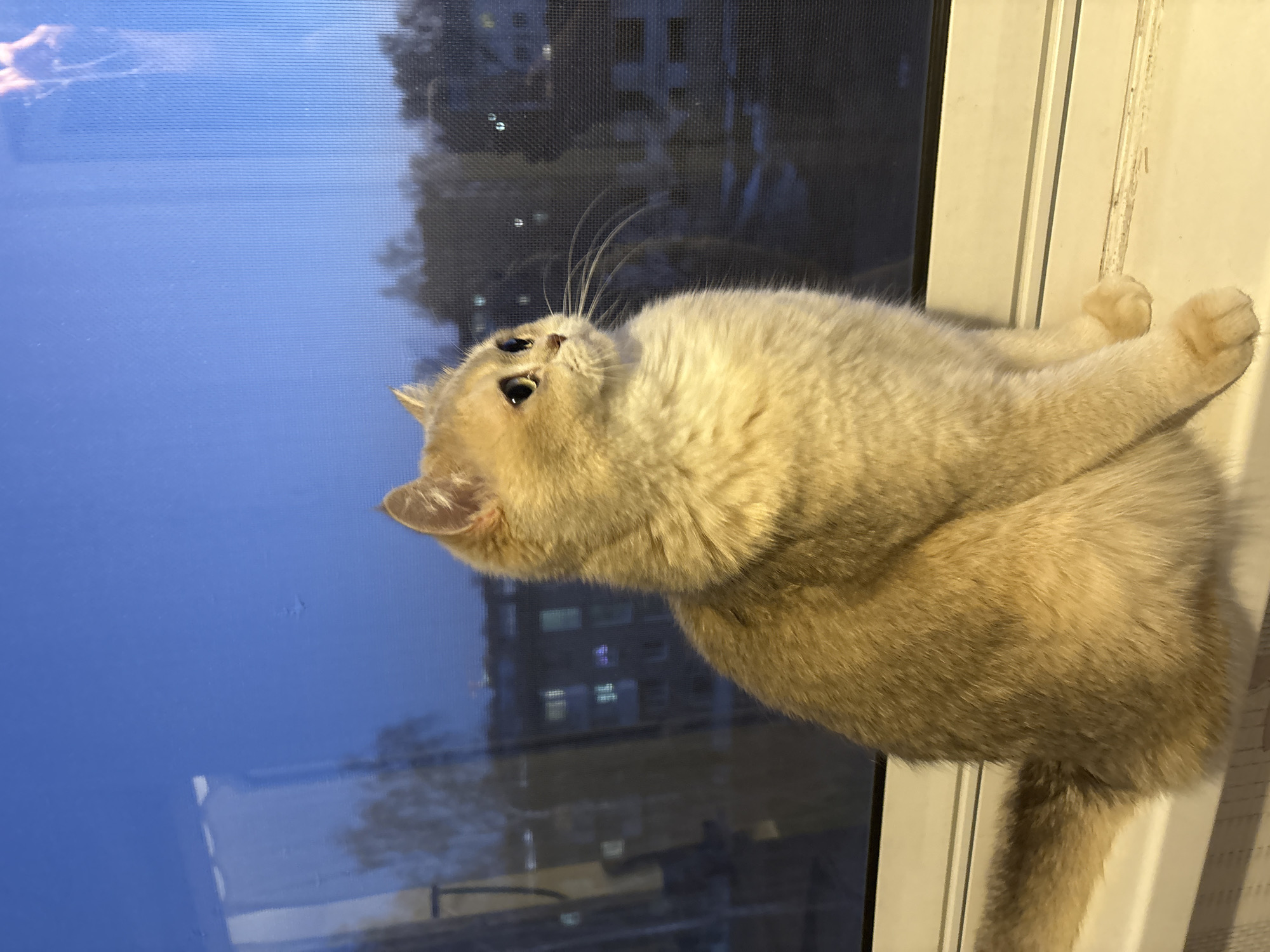 A golden-furred cat rests on a window sill, its head tilted upward, looking out at a cityscape visible through a mesh screen. The buildings outside appear to be in the city of Chaikovsky, Russia, suggested by the style of architecture and lighting observed on the buildings. The windowpane reflects the blue of the twilight sky. The cat's front paws extend slightly over the edge of the sill.