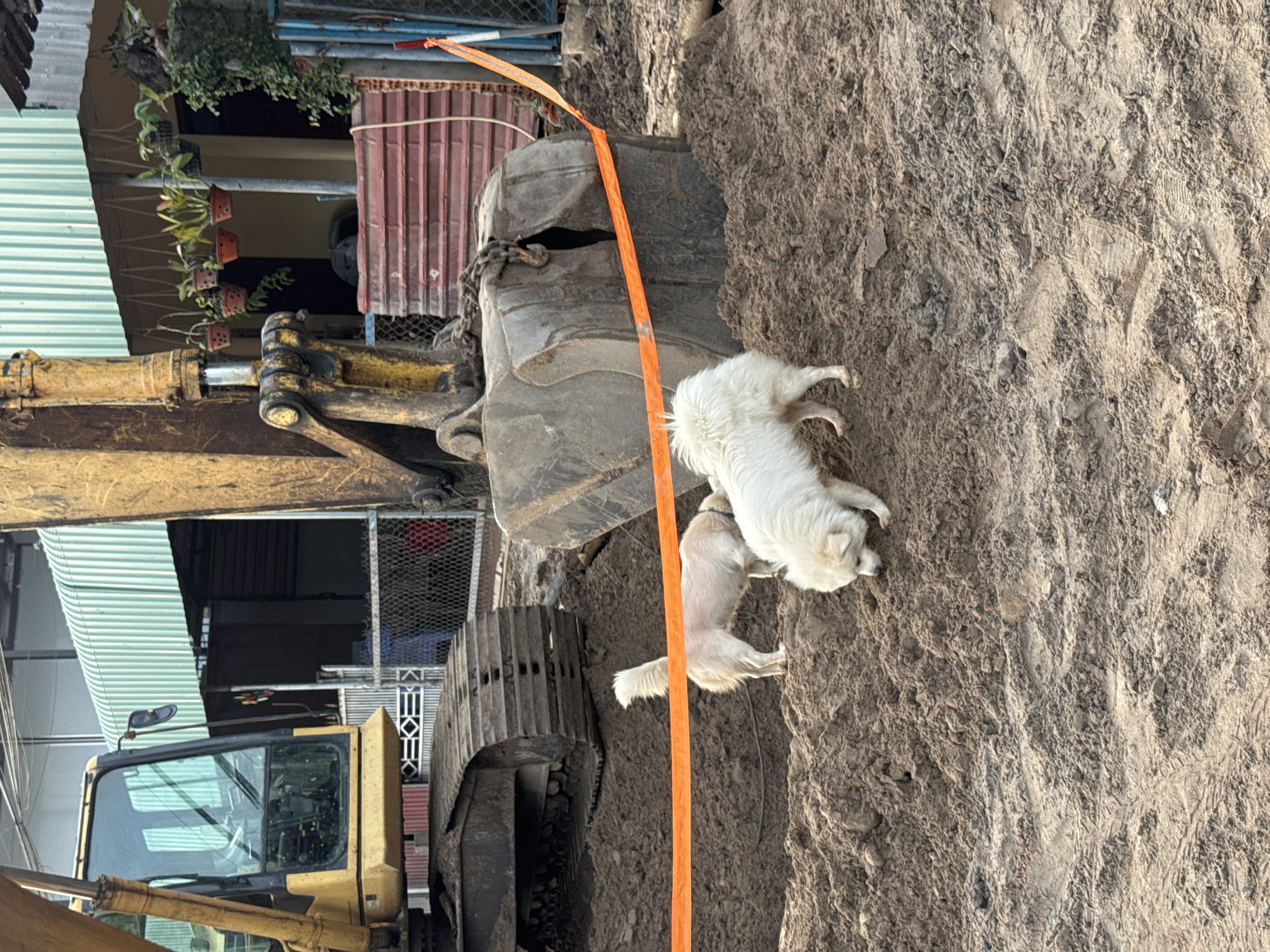 In Mũi Né, Vietnam, a construction site is depicted featuring a large yellow excavator and a pile of loose soil. Two dogs are present, one light-colored and fluffy, the other smaller and also light-colored. They are standing on the soil near the excavator's bucket. An orange barrier tape stretches across the foreground, separating the viewer from the dogs and the construction equipment. The background shows a building with a green awning and some hanging plants. The scene suggests ongoing construction work in an urban or semi-urban setting.