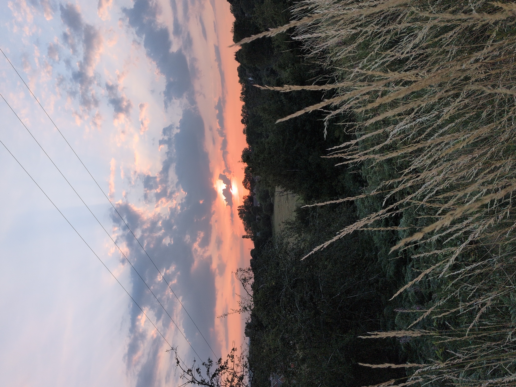 The image captures a sunset over a rural landscape, likely in or near Dawley, United Kingdom. The sky is a blend of soft pinks, oranges, and purples, with scattered clouds. Sunbeams radiate from behind a bank of clouds where the sun is partially obscured. Power lines stretch diagonally across the upper portion of the frame. In the foreground, tall, dry grasses and ferns are prominent, suggesting a natural, untamed area. Beyond the foreground, a line of trees forms a dark silhouette against the colorful sky, with hints of houses visible amongst them. The overall impression is of a tranquil, natural setting at dusk.