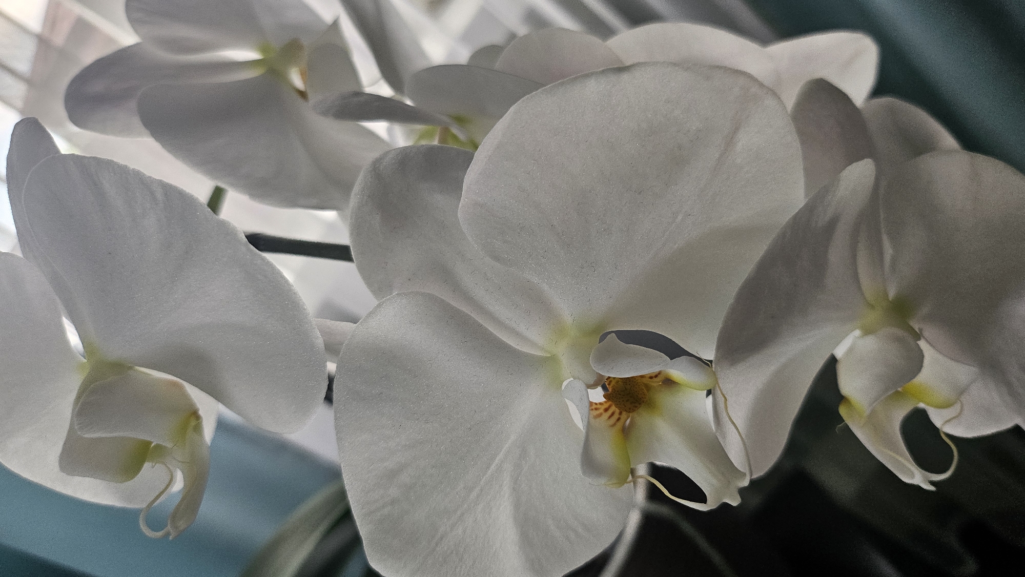 A close-up photograph captures a cluster of white orchids, predominantly in focus. The flowers display delicate petals with a slightly textured, matte surface. Some petals are gently curved, while others are broad and flat, revealing subtle veins. The center of the main orchid in the foreground shows intricate details with hints of yellow and reddish-brown markings. The background is softly blurred, with a muted blue area on the left and brighter, diffused light from what appears to be a window with blinds on the right. The lighting emphasizes the ethereal quality of the white petals. The setting is indeterminate, lacking any identifiable urban landmarks or environmental context that would specify a city or location.