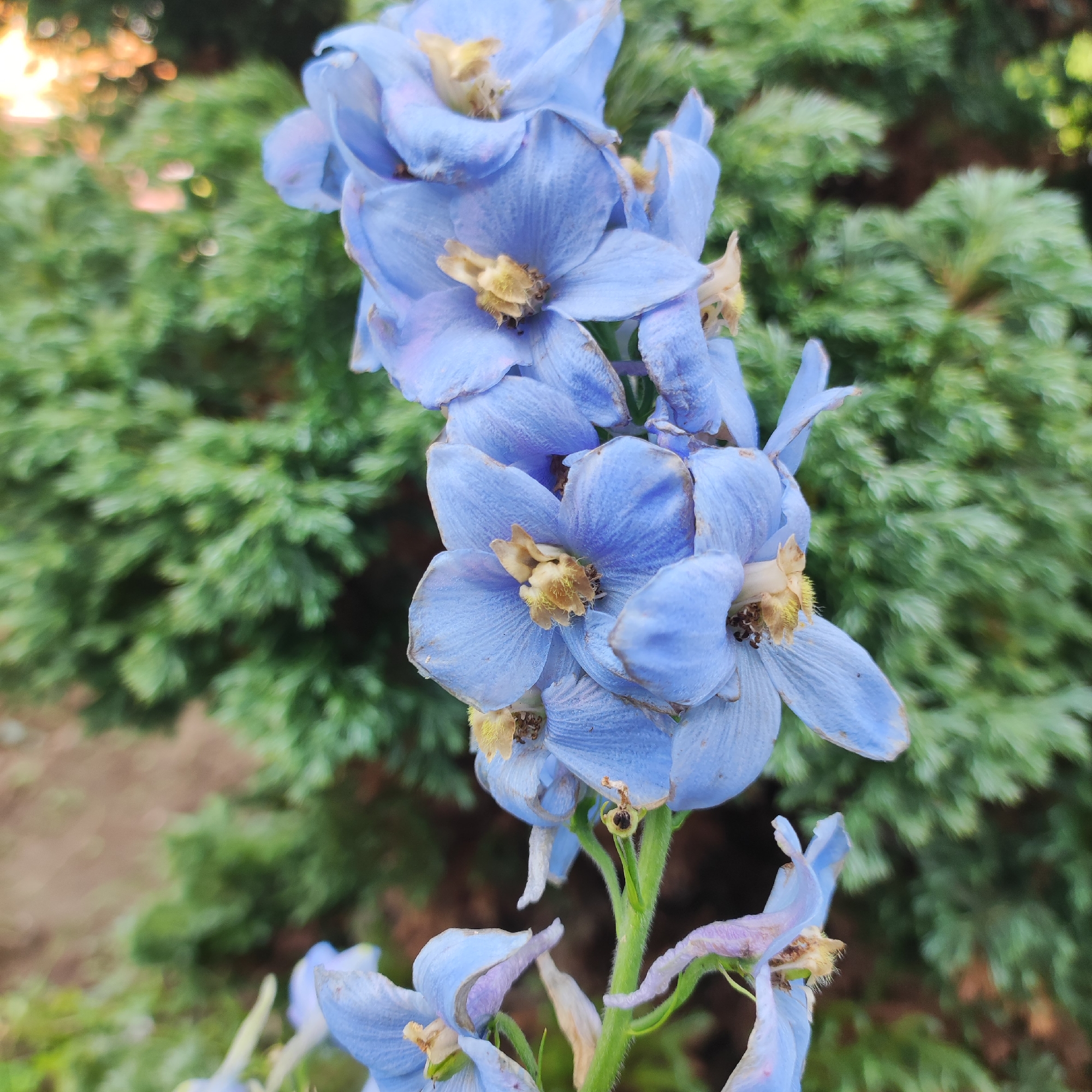 A close-up, vertical shot captures a stalk of light blue delphinium flowers against a softly blurred background of green evergreen foliage and hints of sunlight. The delphiniums are the main subject, with multiple blooms clustered along the stem. Each flower displays delicate, elongated petals with a characteristic spur, and a fuzzy, yellow-brown center. Some of the flowers appear slightly wilted, with dried edges and tinges of purple and brown, suggesting they are past their peak bloom. The stem is green and slightly fuzzy.
The background is a soft bokeh of green, indicating an outdoor setting, likely a garden or natural landscape. The diffused sunlight hitting the top left of the frame suggests it is daytime, possibly late afternoon or early morning, given the warm glow. There are no people or animals visible, nor any text. The focus is entirely on the floral subject, highlighting its intricate structure and color. The overall impression is one of natural beauty, with a hint of the ephemeral nature of blooming flowers. The location context of Navoloki, Russia, suggests a temperate climate where delphiniums might be grown.