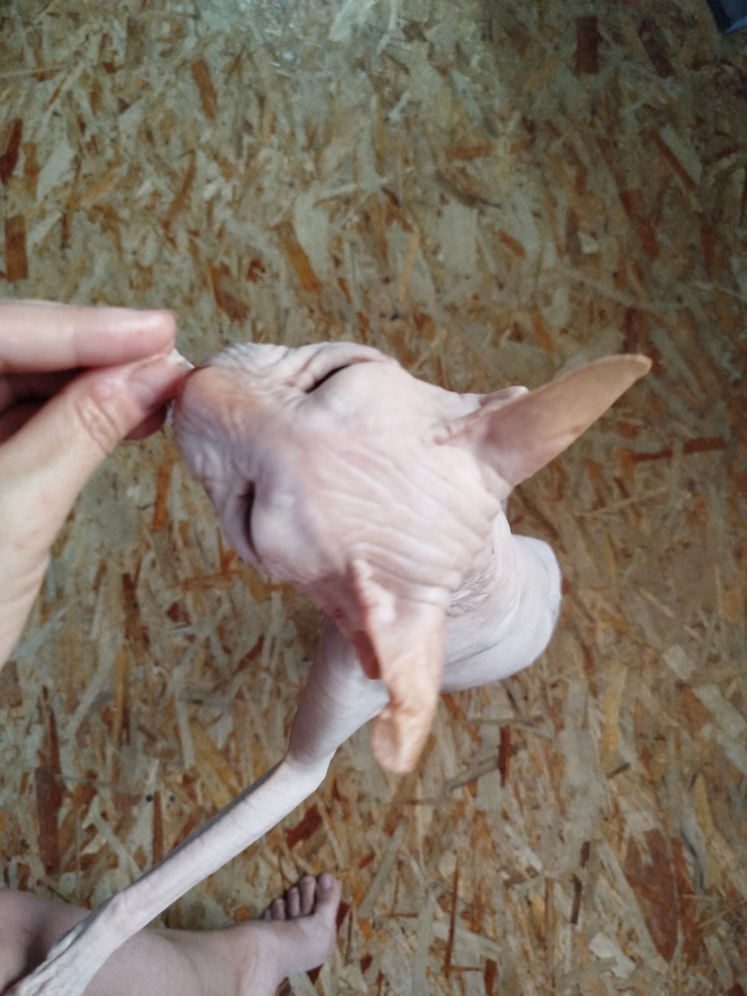 A person's hand is gently touching the head of a Sphynx cat. The cat's skin is pink and wrinkled, with large ears. The background is a textured wooden surface, possibly a wall or floor made of oriented strand board (OSB). The image appears to be taken indoors in a residential setting in Zavodoukovsk, Russia. No other individuals are visible, and the overall scene is calm and intimate.