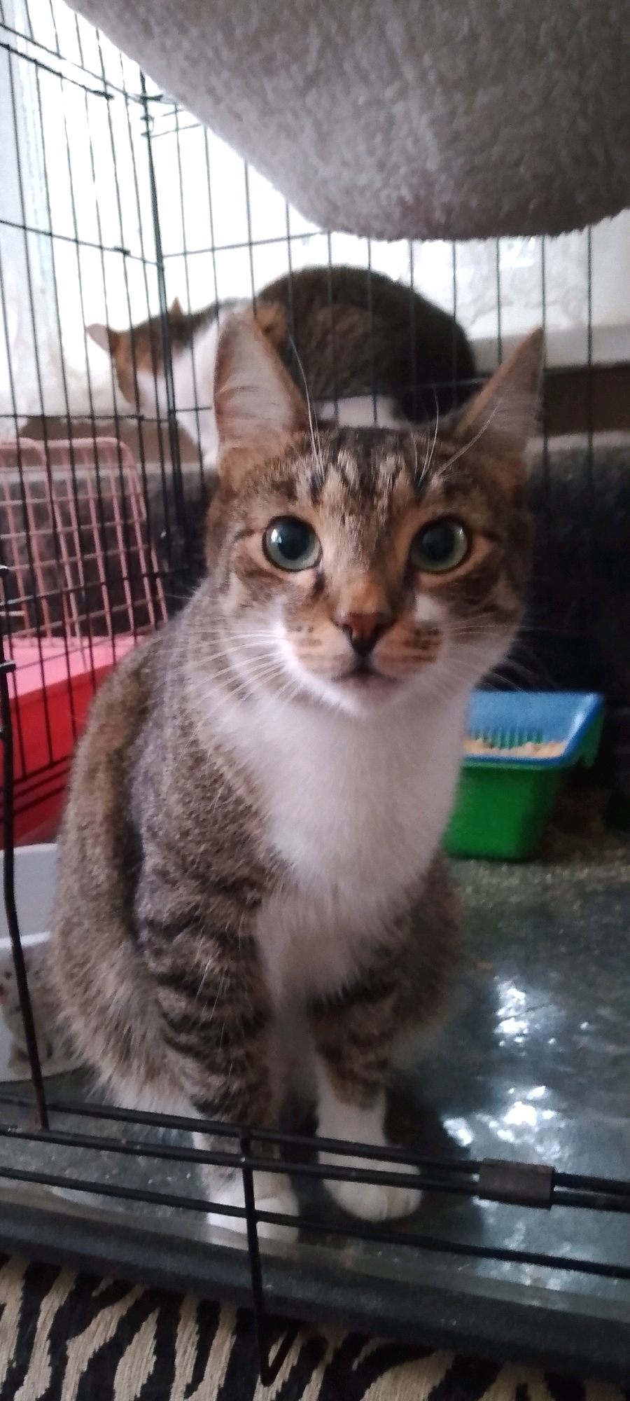 A tabby and white cat is sitting in a cage. The cat has green eyes and is looking directly at the camera. In the background, another cat is visible, mostly obscured by the cage bars. There are also some objects in the background, including a red plastic carrier and a green and blue litter box. The cage appears to be made of black metal bars. The floor of the cage is a reflective surface. The image is taken from a slightly low angle. The location is not specified within the city of Belgorod, Russia, as this information is not present in the image.