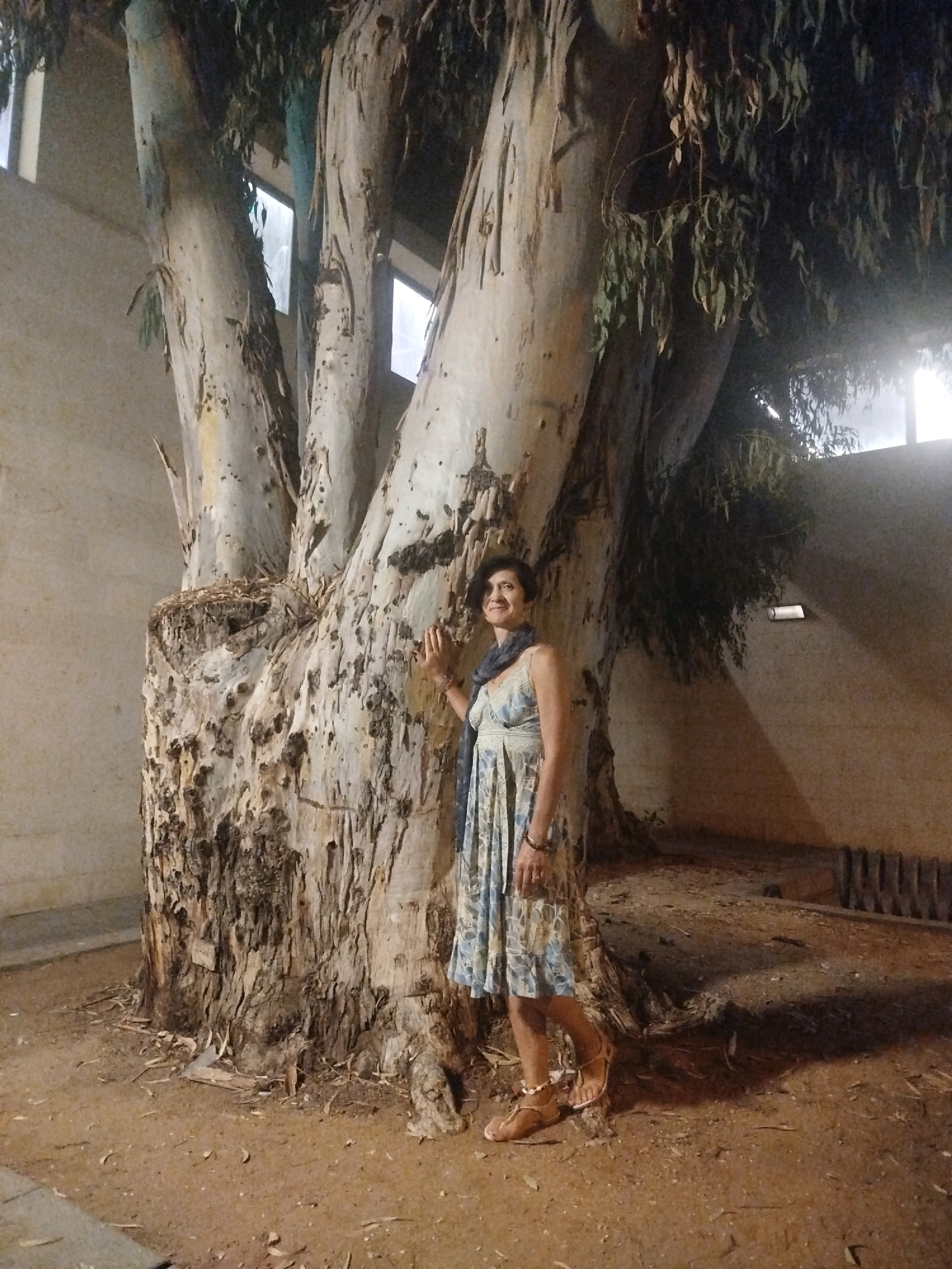 A woman in a light blue and white patterned dress and sandals stands to the left of a large, multi-trunked tree in Ashkelon, Israel. She is facing forward, with her left hand resting on the tree's rough bark. The tree has peeling, light-colored bark and dark green leaves hanging from its upper branches. Behind the tree and to the left is a textured, beige wall with several rectangular windows. To the right of the tree, a shadowed wall features a horizontal light fixture. The ground is covered in dirt and fallen leaves.