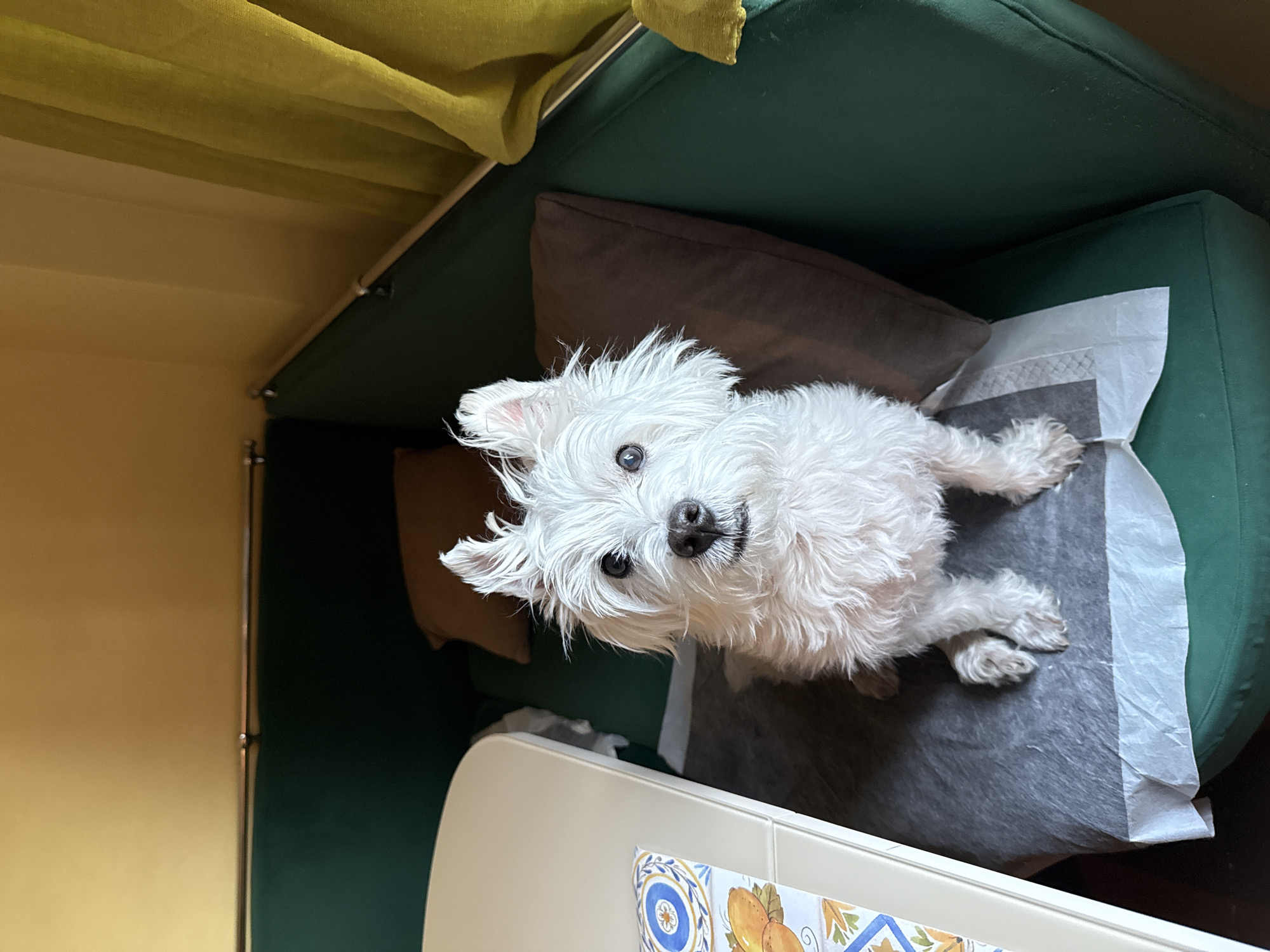 A white, fluffy dog, resembling a West Highland White Terrier, sits upright on a dark grey absorbent mat, centered in the frame. The dog looks directly at the camera with its dark eyes, and its ears are perked. Its white fur appears shaggy. The mat is placed on a dark green upholstered bench seat. Behind the dog, a brown cushion rests against the back of the bench. To the left of the dog, a light-colored table with rounded edges is partially visible, featuring a decorative placemat with blue, white, and orange patterns, including representations of lemons. The background consists of a mustard yellow wall above the dark green upholstery. A horizontal silver-colored metal bar is mounted on the wall above the bench. To the right, a textured, chartreuse-colored curtain hangs, partially obscuring the background.