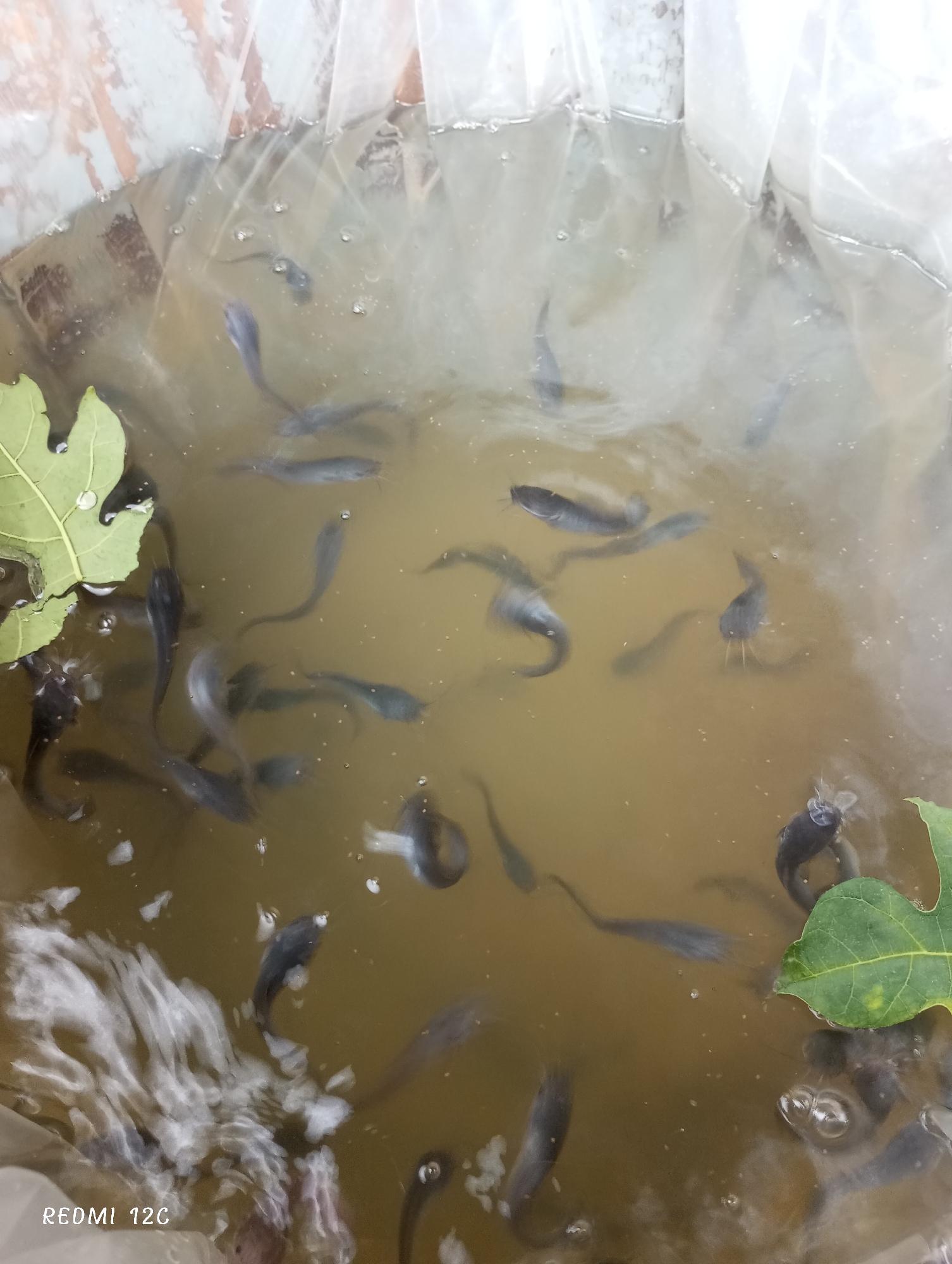 The image shows a collection of fish in a container filled with murky water. The location is Lhokseumawe, Indonesia. There are numerous small fish visible in the water. Two green leaves are partially submerged at the edges of the container. The container itself appears to be made of a light-colored plastic or synthetic material. The water is brownish and opaque. The scene is photographed from above, giving a direct overhead view of the fish in the container. The watermark "Redmi 12C" is visible in the lower-left corner of the image.