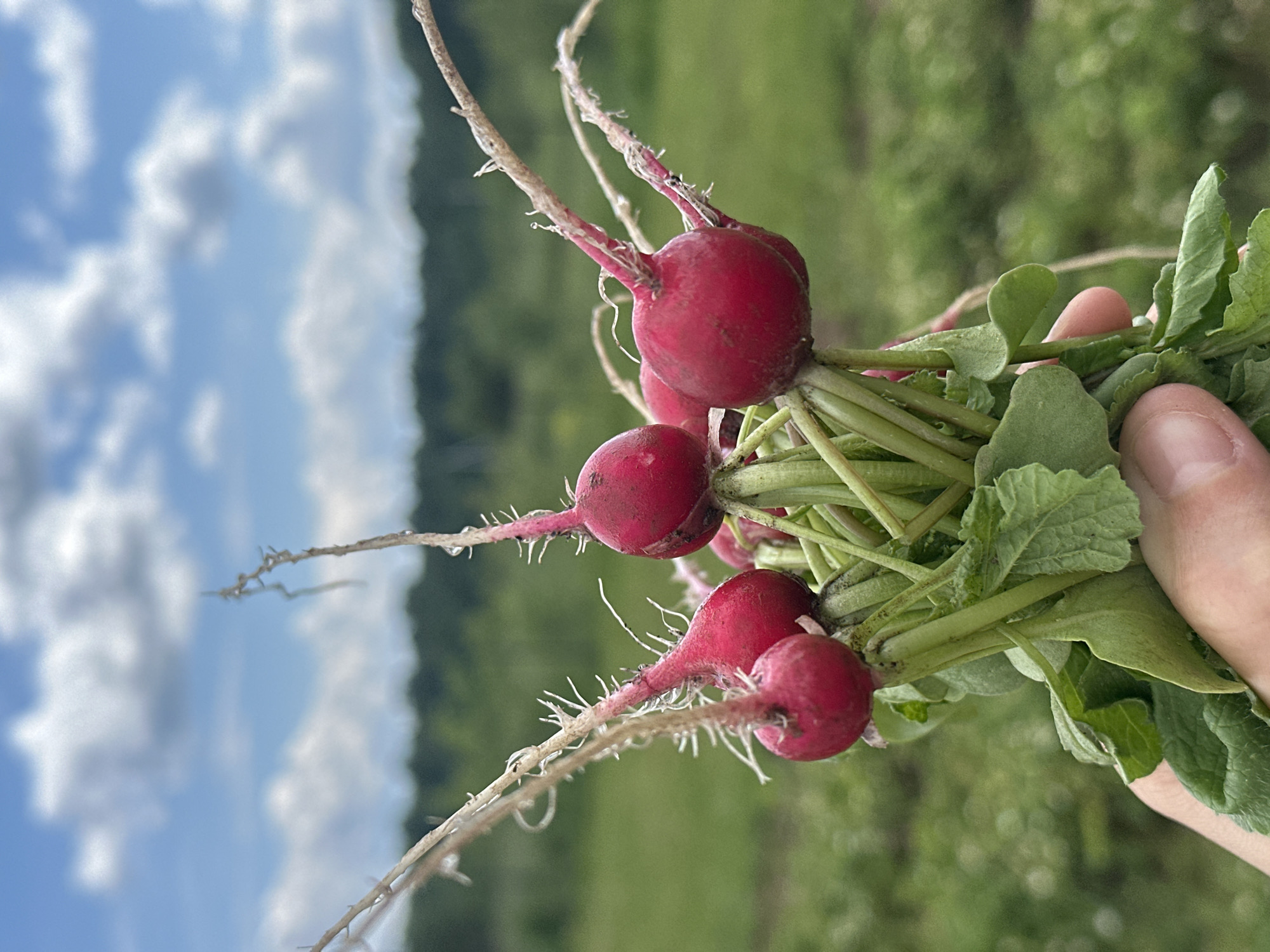 A light-skinned hand, visible in the lower right, firmly holds a bunch of freshly harvested radishes against an outdoor, blurred background. The radishes are uniformly bright red, round to slightly ovate, with numerous delicate, white fibrous root hairs extending from their lower ends. Green stems and small, ruffled leaves emerge from the top of the radish bulbs, gathered tightly by the hand. Subtle soil residue adheres to some of the radishes and root hairs.
The background, rendered with significant depth-of-field blur, depicts an open natural environment. A soft green field occupies the mid-ground, extending to a darker green line of distant trees or dense foliage. Above the treeline, a light blue sky with scattered, diffused white cumulus clouds is visible. The scene is illuminated by bright, natural daylight. This agricultural harvest takes place in the city of Kharnavy, Russia.