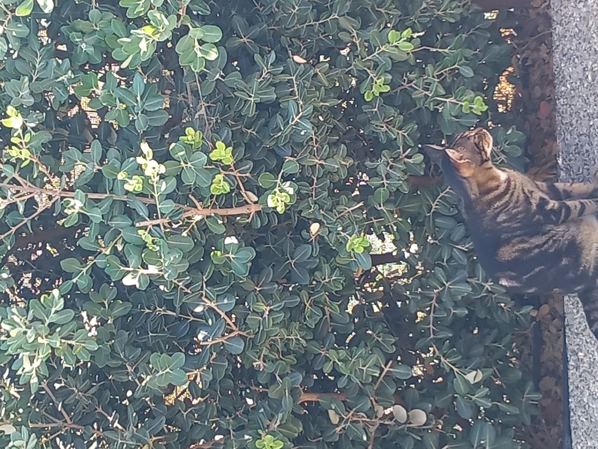 A tabby cat with dark brown and black stripes and a white chest sits on a gravel surface, facing left. The cat is positioned in the lower right portion of the image. Behind the cat is a dense green shrubbery with small, rounded leaves. The background foliage is dark and textured, with some brighter green leaves visible. The ground in front of the shrubbery is covered in small, grey pebbles. The scene appears to be outdoors, in a natural or garden setting. No specific details about the city of Άγιος Νεκτάριος, Greece, are visible in the image.