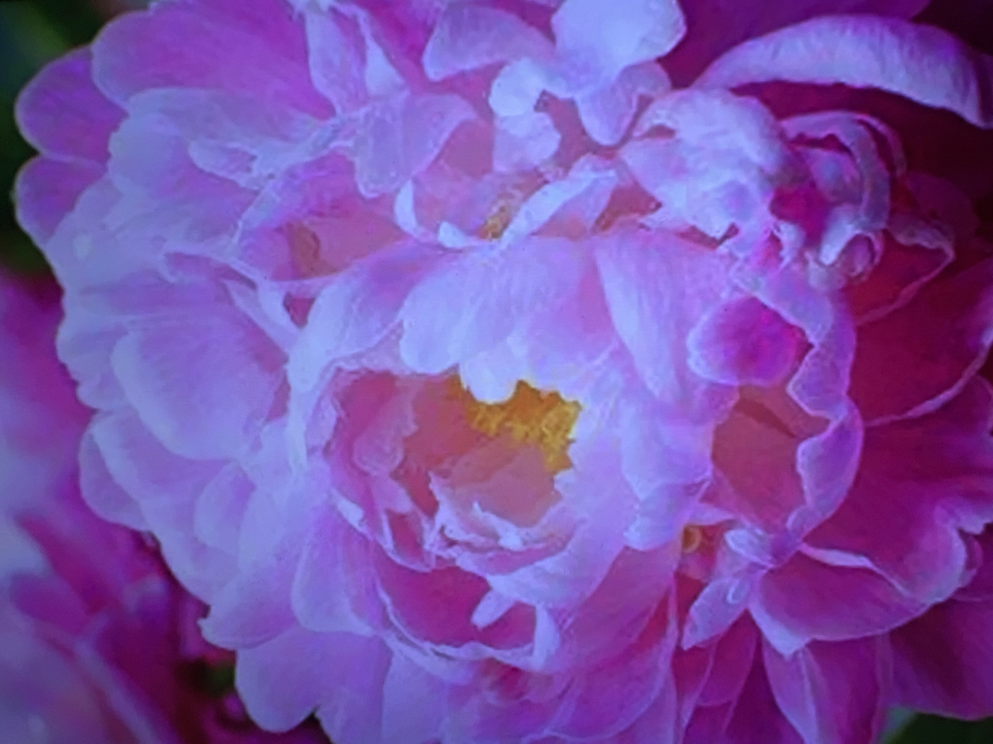 The image is a close-up, macro photograph of a pink peony flower. The petals are soft and ruffled, with a gradient of color from a deep magenta at the edges to a lighter pink and white towards the center. The center of the flower reveals a cluster of yellow stamens. The lighting is soft and diffused, creating a dreamy and ethereal effect. The background is blurred, with hints of darker pink and green, suggesting other flowers or foliage. There are no people or urban elements visible in the image. The image does not provide any information that would indicate its location in Minsk, Belarus or any other specific city.