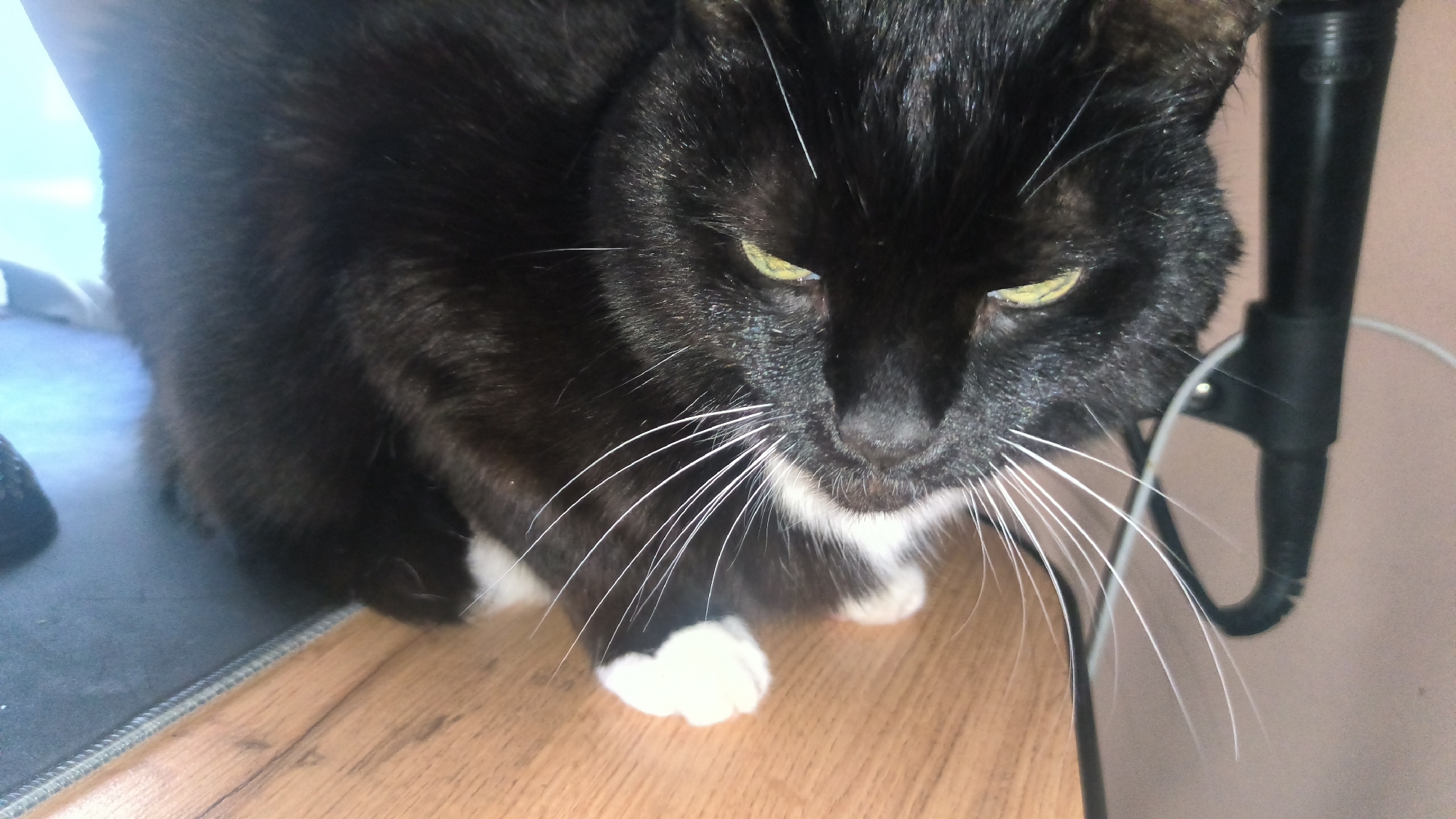 A black and white tuxedo cat with green eyes is shown in a close-up shot, sitting on a wooden surface. Its fur is predominantly black with white markings on its chest and paws. The cat's gaze is directed downwards, giving it a contemplative or perhaps slightly wary expression. The background is blurred but suggests an indoor environment, with a hint of a pinkish wall and a black object, possibly a microphone stand, to the right. A black mousepad is visible on the left. The overall lighting is subdued. The scene does not contain any identifiable landmarks or elements that would place it specifically in Kovrov, Russia.