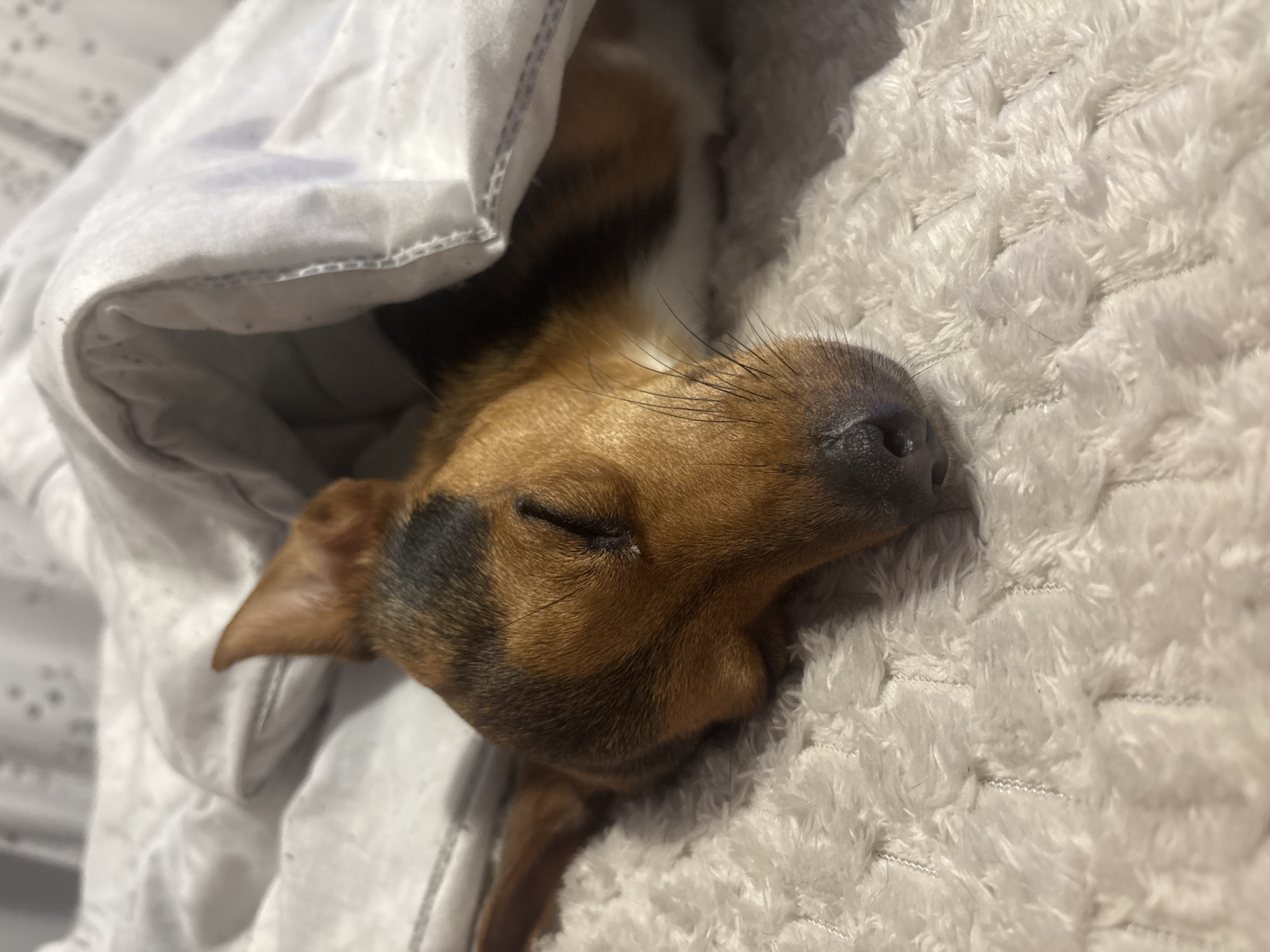 A brown and black terrier-type dog sleeps covered by a white sheet and a fluffy white blanket. The location is not identifiable in the city of Burgas, Bulgaria.