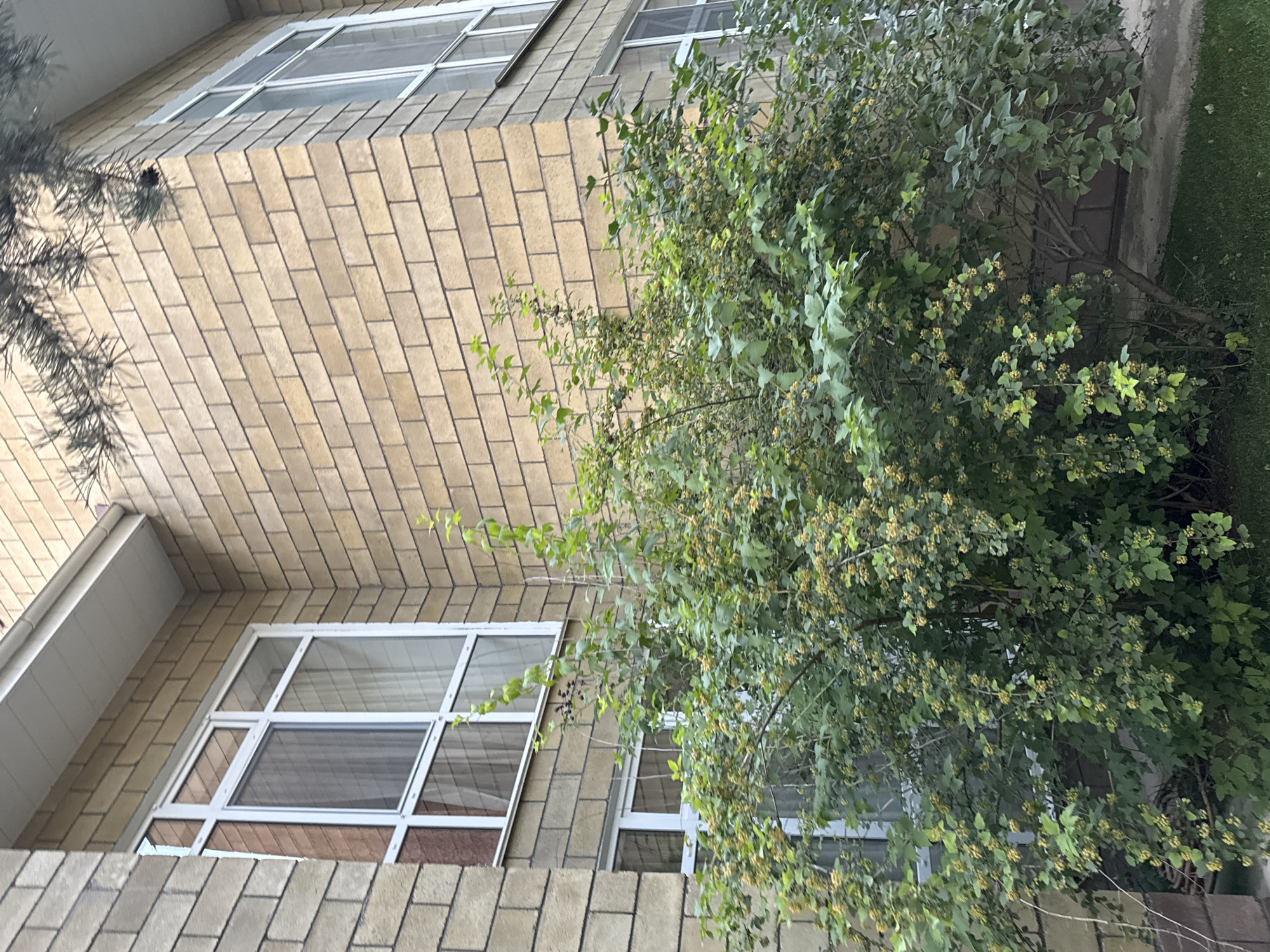 The image captures an exterior view of a modern building with light brown brickwork and white-trimmed windows, situated in Sary-Oy, Kyrgyzstan. A large, bushy green shrub with small yellow flowers and some dark berries is prominently featured in the foreground, growing near the base of the building. The building's facade displays two large windows, one on the left and another on the right, both with multiple panes. A portion of a pine tree branch is visible at the top right of the frame, casting shadows on the brick wall. The ground beneath the shrub is a mix of concrete and green grass. The scene appears to be an outdoor residential or commercial setting.