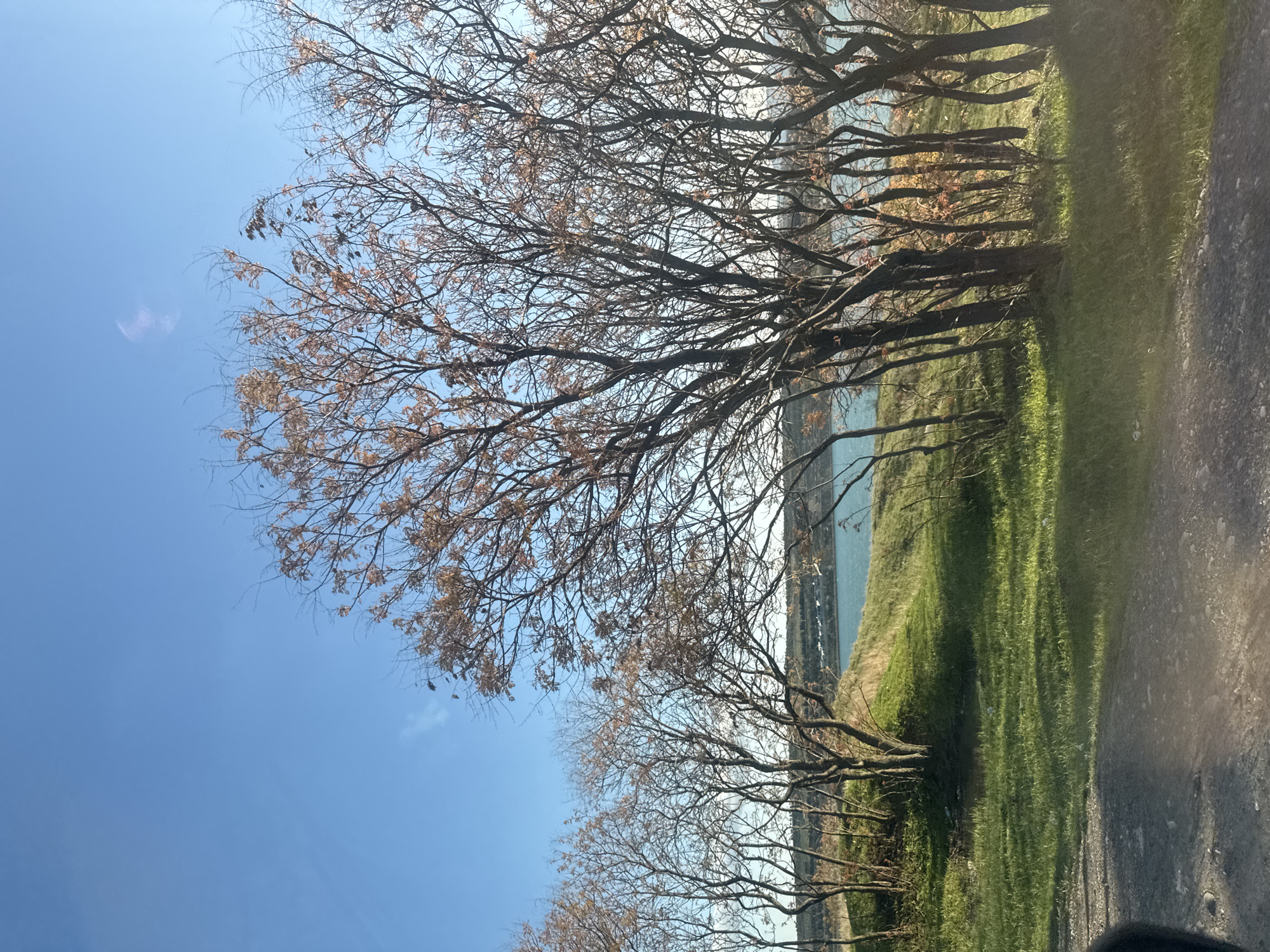 The image shows a landscape in Tbilisi, Georgia, featuring bare trees along a grassy embankment. In the background is a body of water, possibly the Mtkvari River. A pathway runs alongside the embankment. The sky is blue with minimal cloud cover. The scene appears to be taken during late autumn or early spring, based on the foliage condition.