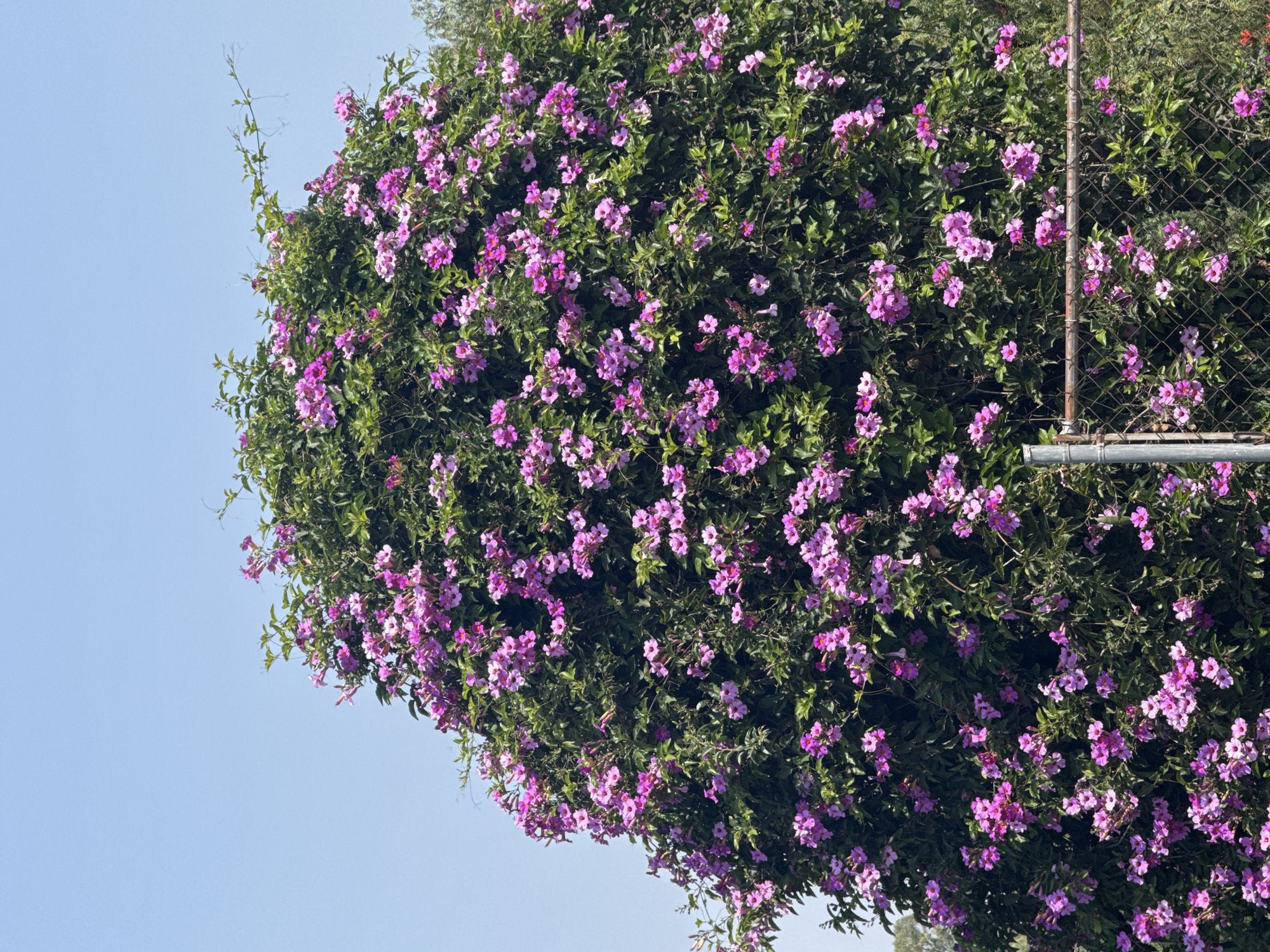 The image displays a vibrant, densely flowering plant or vine, heavily laden with purple-pink blossoms and lush green foliage, set against a clear blue sky. When properly oriented, the plant occupies the lower and right portions of the frame, growing over a metal fence that is partially visible on the right side.
The numerous flowers are a prominent feature, appearing in various shades of purplish-pink. They are small, tubular, and clustered throughout the dense green leaves, creating a rich texture and vibrant color contrast. The foliage is thick and healthy, indicating robust growth.
A metal fence structure is discernible through the vegetation on the right. It appears to be a chain-link fence with a visible, possibly rusted, vertical post and a horizontal bar near the bottom, suggesting age. The plant's vigorous growth has largely enveloped the fence.
The upper and left sections of the image reveal a bright, cloudless blue sky, signifying fair weather conditions during the daytime, likely morning or afternoon. There are no individuals, animals, or discernible text present in the scene. The image captures a thriving outdoor natural environment in San Bernardino Tlaxcalancingo, Mexico, highlighting the abundance of blooms.