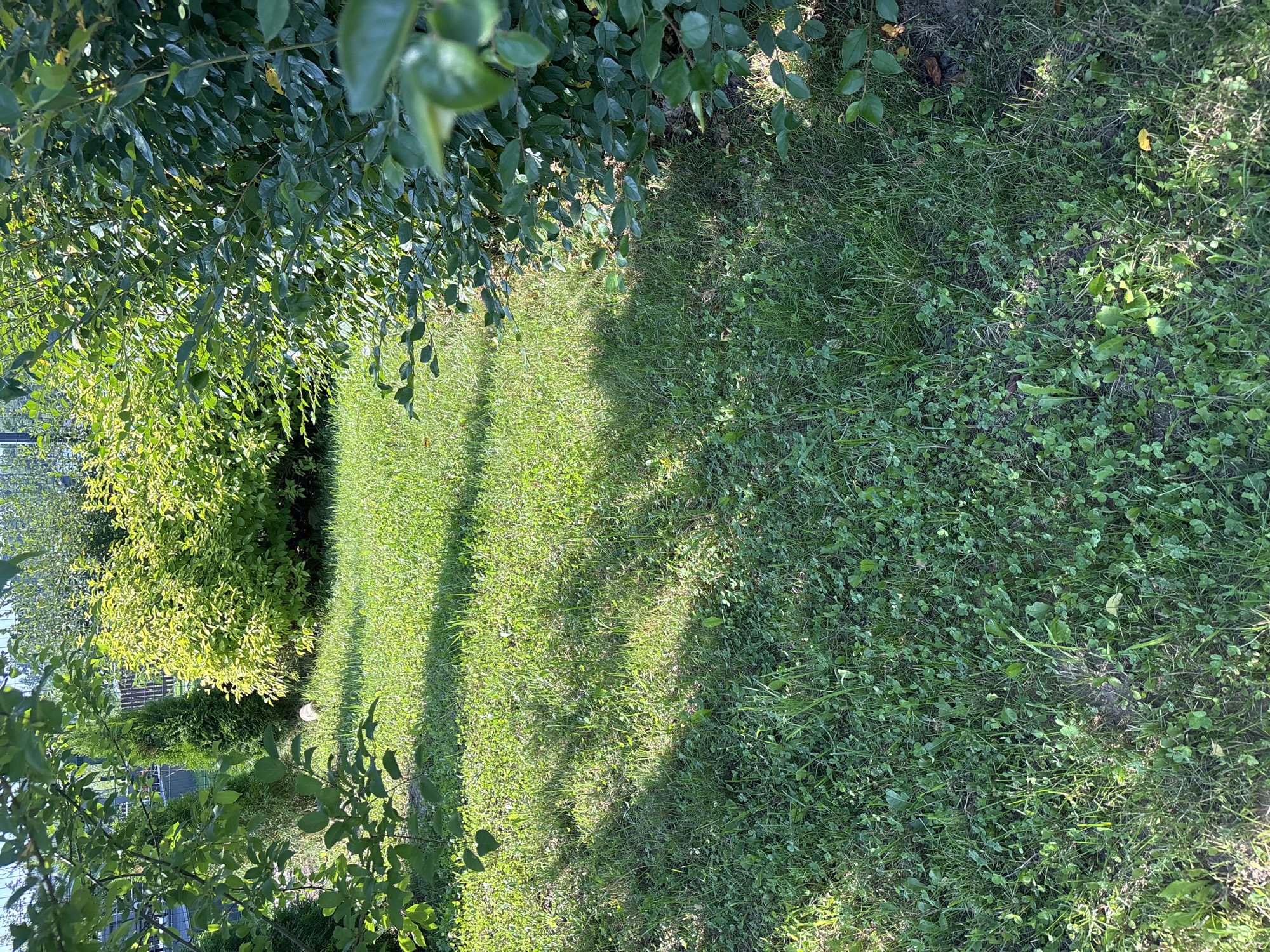 The image depicts a sun-dappled green lawn with various bushes and trees. In the background, a wooden fence is visible, suggesting a residential or garden setting. The lawn is a mix of grass and clover. Shadows from foliage are cast across the ground. There are no people or animals visible in the image. The scene appears to be an outdoor yard or garden in Zvenigorod, Russia, on a clear day.