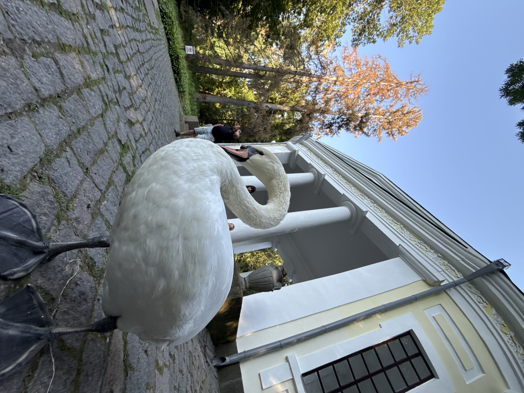 A low-angle, wide-shot captures a large white swan in the foreground, its body dominating the lower half of the frame. The swan's neck is curved gracefully, its head turned to the left. Its black webbed feet are clearly visible on a cobblestone path. Behind the swan, a white-columned building with a yellow facade and dark-paned windows stands under a clear blue sky. Several mature trees with green and dry brown foliage are visible to the left of the building, and a few people are present in the background, one standing near the building entrance, and another to the far left looking away from the camera. A small white sign with a red circular symbol is also visible near the trees. The lighting suggests it is daytime, possibly late afternoon, given the warm tones on the trees.