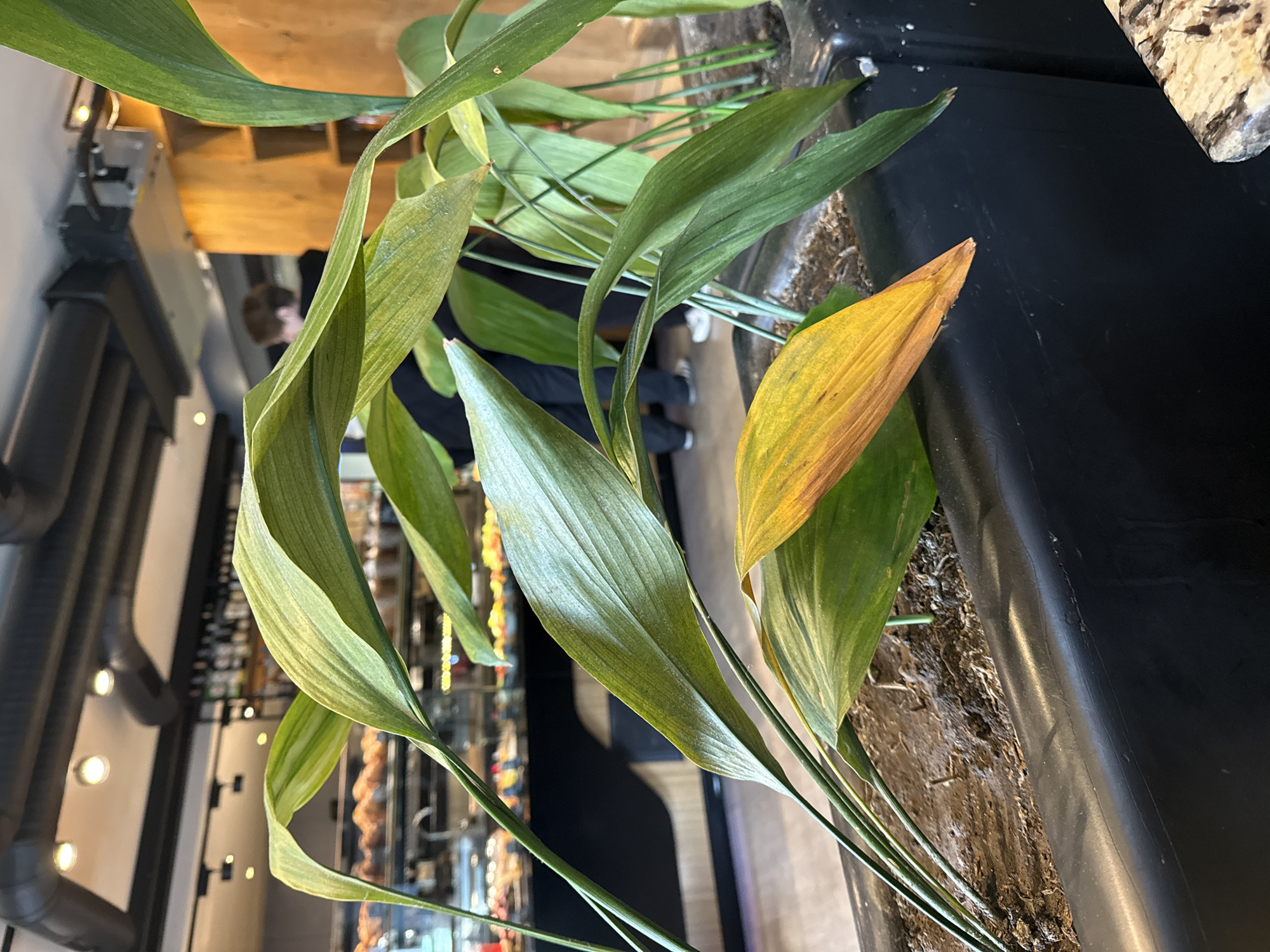 The image depicts a plant with long, green leaves, some of which are turning yellow, set in a black container with textured, potentially mossy soil. The plant is located indoors, likely in a restaurant or bar, evidenced by the blurred interior of the establishment in the background, which includes shelves of bottles, a bar, and overhead lighting. A person can be seen reflected in the background. The location is potentially Tbilisi, Georgia, but cannot be verified from the image.