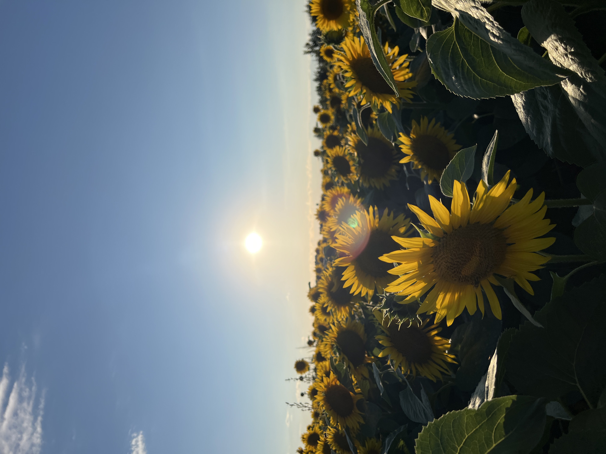 A low-angle, vertical shot captures a field of sunflowers under a bright, setting sun in Ostriv, Ukraine. The sun, a brilliant white orb, is positioned slightly off-center in the upper portion of the frame, casting a warm glow across the scene. Wisps of white clouds dot the clear blue sky. The foreground is dominated by the large, yellow heads of sunflowers, their petals illuminated by the sun. Some of the sunflowers are in sharp focus, showing intricate details of their centers and textured petals. Other sunflowers recede into the background, forming a dense carpet of yellow. Large, dark green leaves of the sunflowers fill the lower part of the frame, some catching the sunlight and showing their veins. The overall impression is one of natural beauty and warmth, typical of a sunflower field during golden hour in the Ukrainian countryside.