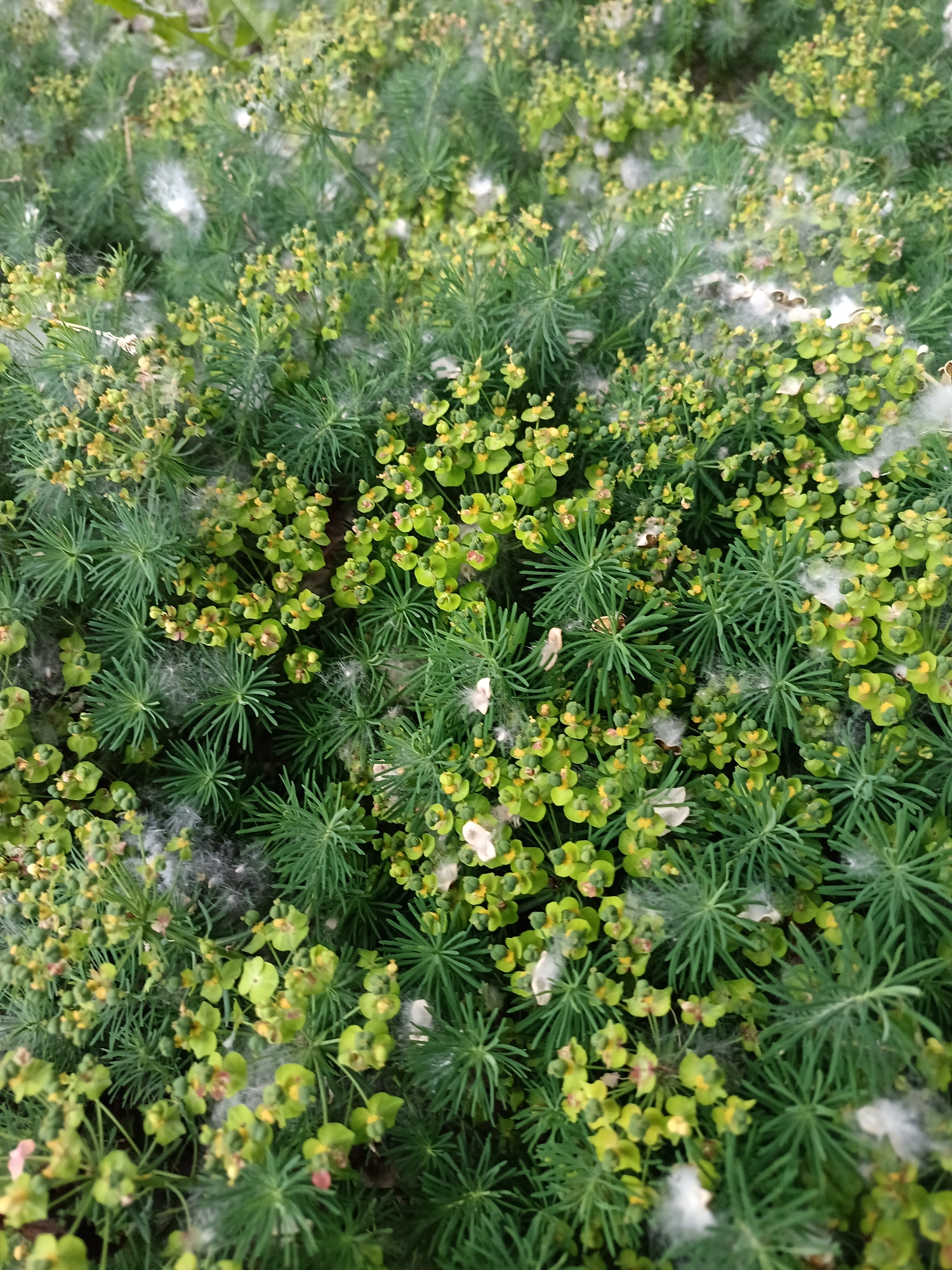 This is a close-up, overhead shot of a densely planted ground cover featuring two distinct types of foliage. The dominant elements are small, bright green, clover-like leaves, many of which are interspersed with small, yellowish-green flower buds or seed casings. Interspersed between these are needle-like, dark green leaves forming a feathery, starburst pattern. Scattered throughout the greenery are fluffy white tufts, resembling dandelion seeds or cottonwood fluff, suggesting it is late spring or early summer. The scene appears to be in an outdoor, natural or cultivated setting, such as a garden bed or park. No people or man-made structures are visible. The lighting is even, indicating overcast conditions or shade. The image does not provide any specific geographical markers to pinpoint its location in Komsomolsk-on-Amur, Russia.