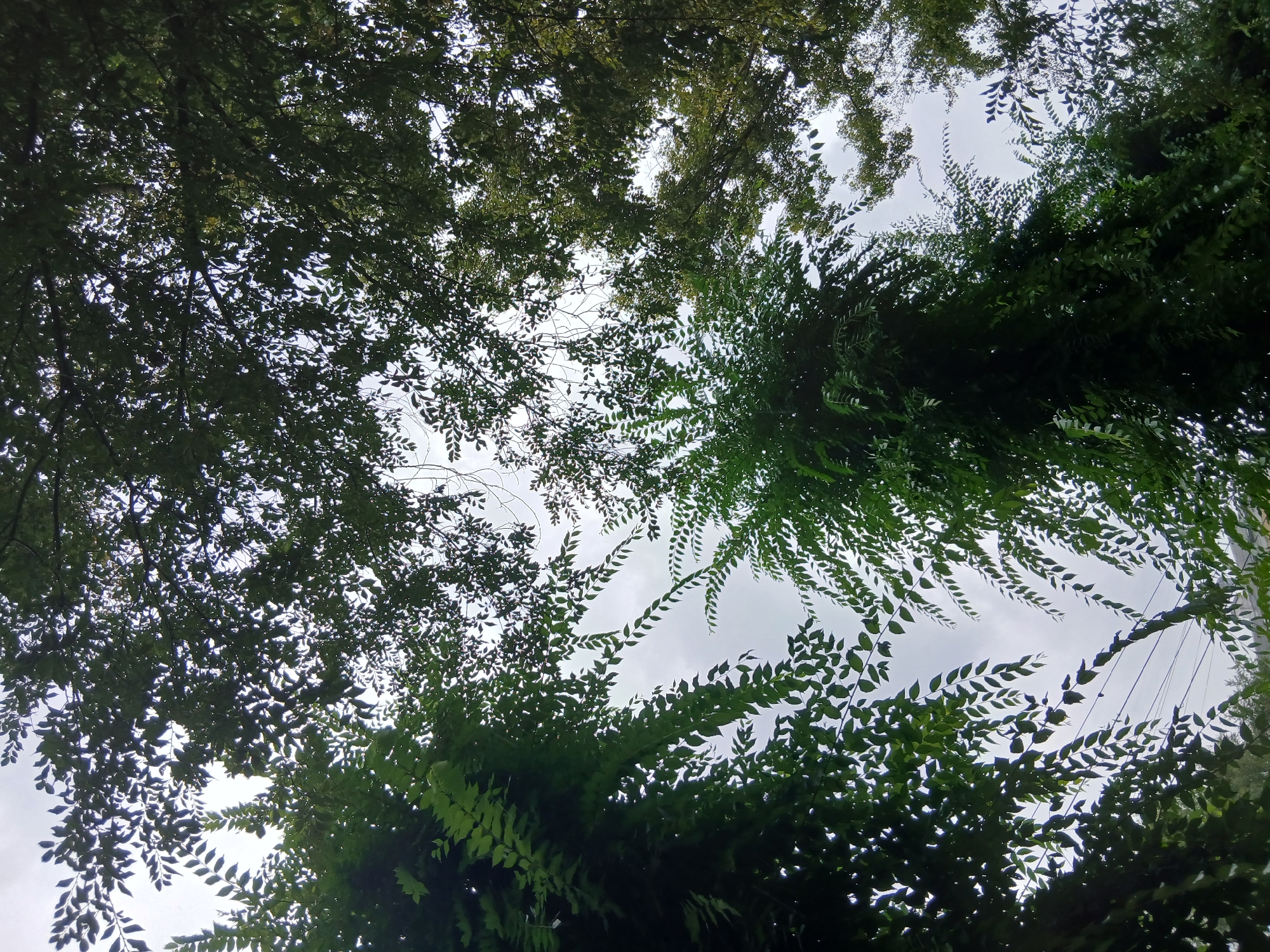 An upward angle shot shows a dense canopy of green leaves against a cloudy sky. The leaves are dark green and appear wet, suggesting recent rain or humidity. The branches of the trees are obscured by the foliage. In the lower center of the image, a series of power lines are visible running horizontally, partially covered by the leaves of a large tree. The scene is set outdoors, within a city, but the specific location is unknown.