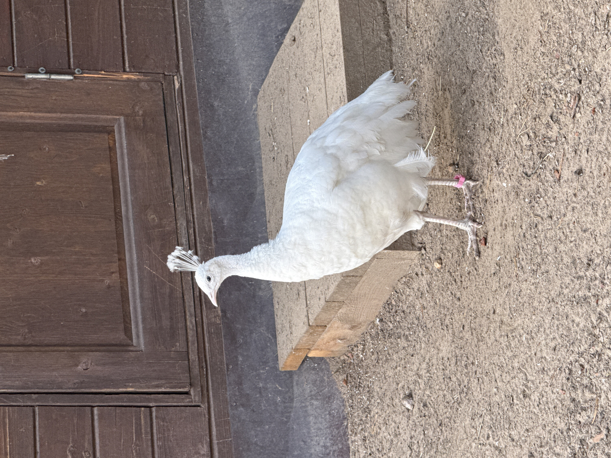 A white peacock stands on a dirt and gravel ground, facing left. Behind the peacock is a wooden structure with horizontal planking, possibly a barn or building. In front of the wooden structure and behind the peacock is a raised platform made of wooden planks. The peacock has a crest of white feathers on its head. One of its legs has a small pink band. The scene appears to be outdoors. The image does not provide any information about the city of Ignatovo, Russia.