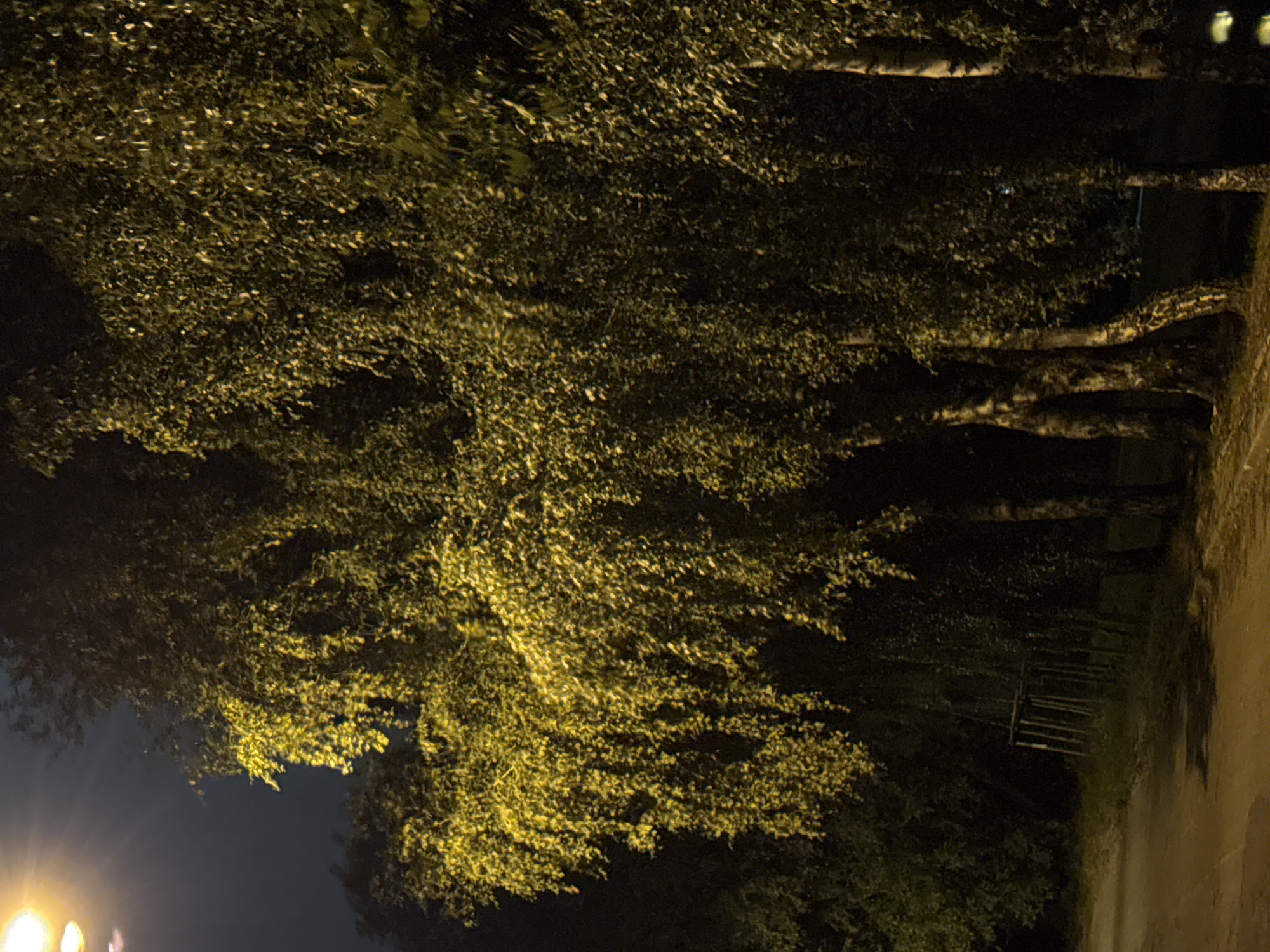 The image depicts a street scene at night, illuminated by a street light. On the left side of the frame, a street light casts a bright yellow glow downwards. In the foreground, a paved road or path is visible, with a shaded area on its surface. The right and central portions of the image are dominated by a dense line of birch trees, their foliage illuminated by the street light, creating a dappled effect of yellow and dark green. Some of the tree trunks have a distinctive white and black bark pattern typical of birch trees. In the background, among the trees, a rudimentary wooden structure with vertical poles is partially visible. The overall atmosphere is dark and slightly diffused, suggesting a humid or misty evening. This scene could be located in a park or along a street with mature trees in Szczecin, Poland.