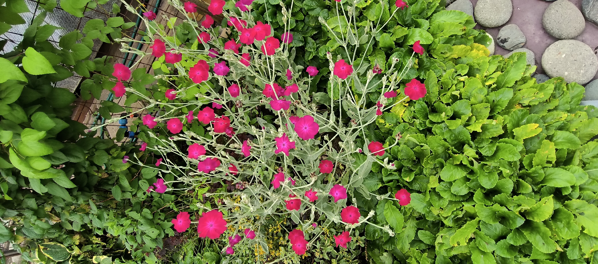 The image shows a close-up view of a garden in the LMS Settlement, Russia. The primary subjects are a cluster of vibrant pink flowers, likely Lychnis coronaria, with their delicate petals and fuzzy grey stems. These flowers are interspersed with lush green foliage, creating a striking contrast. To the right of the flowers, a patch of larger, crinkled green leaves is visible, and a scattering of smooth, grey river stones further accentuates the natural, outdoor setting. The scene appears to be set outdoors during the daytime, with natural light illuminating the plants. The focus is entirely on the flora, suggesting a moment of appreciating the beauty of nature in a garden. There is no visible text in the image.