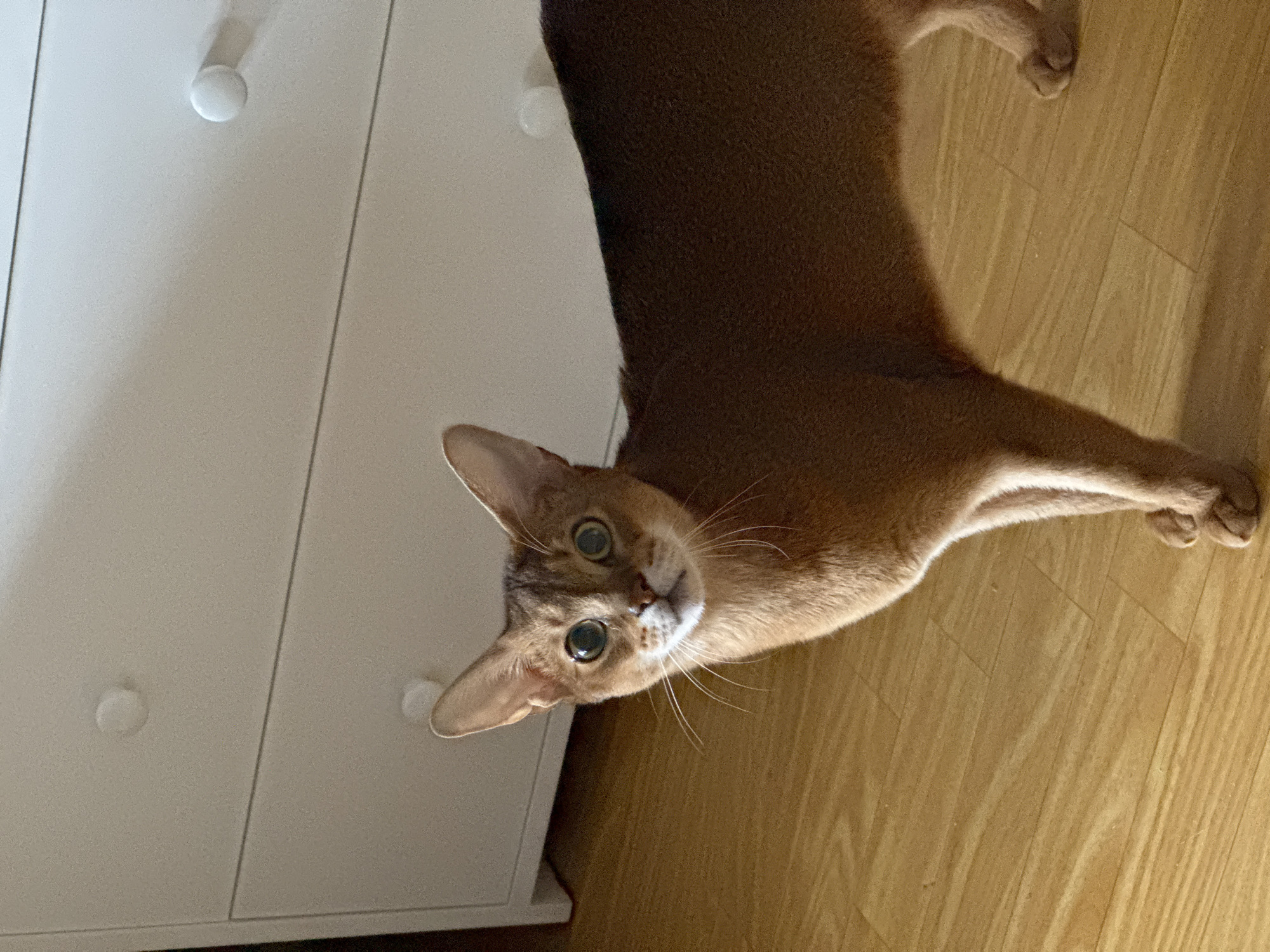A tan-colored Abyssinian cat stands next to a white cabinet on a light-colored wooden floor. The cat is looking up at the camera with its green eyes. The scene is indoors. There is no evidence to suggest the image was taken in Chaikovsky, Russia.