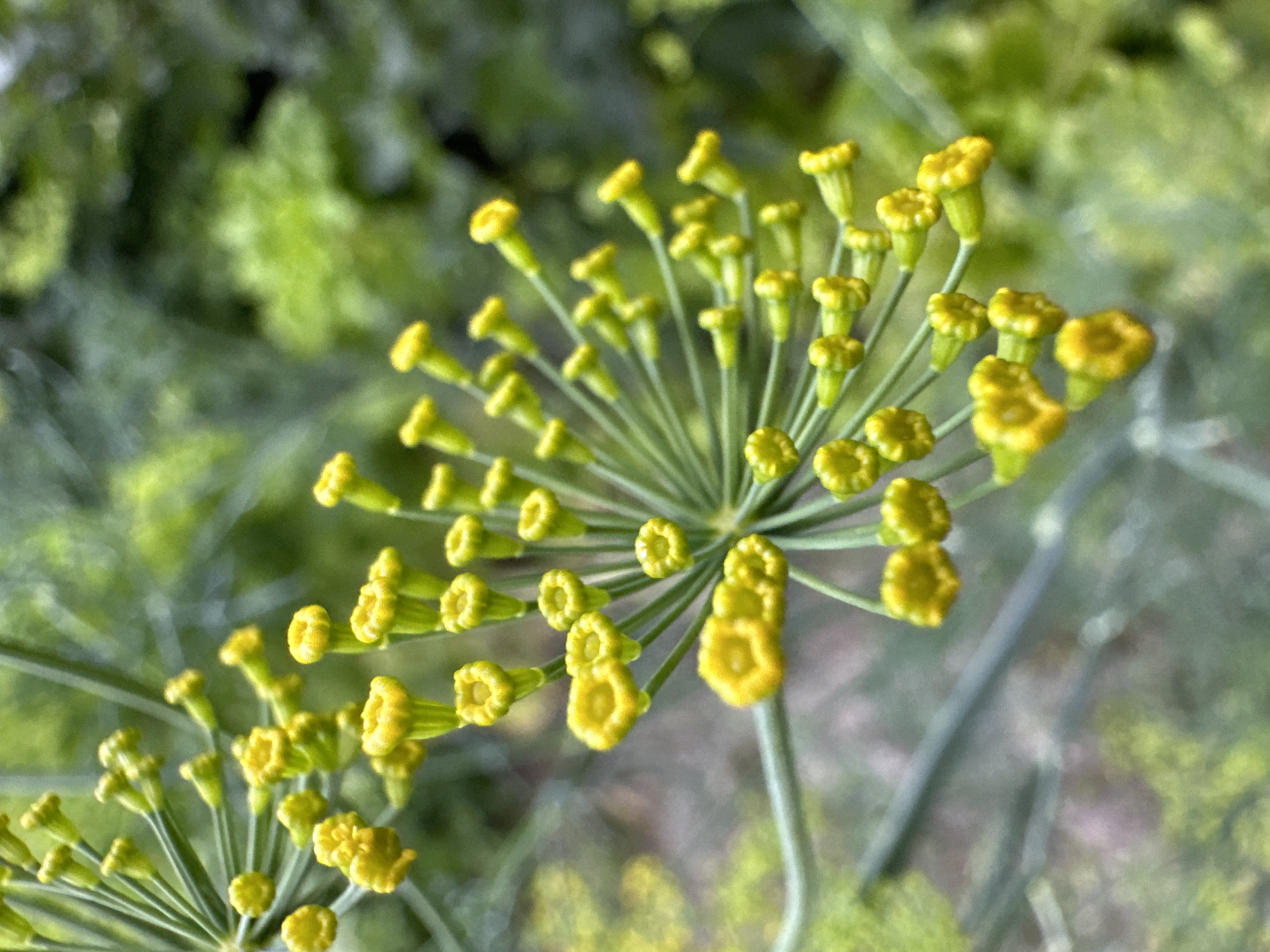 This is a close-up, macro photograph of a dill flower. The subject is the intricate umbel of the dill plant, which is comprised of numerous small, yellow, star-shaped flowers arranged in a spherical cluster. The delicate, feathery greenery of the dill plant serves as the background, appearing soft and out of focus, creating a bokeh effect that emphasizes the sharp detail of the flower. The lighting appears natural, suggesting it was taken outdoors during daylight, likely on a clear or partly cloudy day, as indicated by the bright illumination and lack of harsh shadows. The overall mood is serene and naturalistic, highlighting the beauty of botanical details. No people, text, or specific location cues are visible.