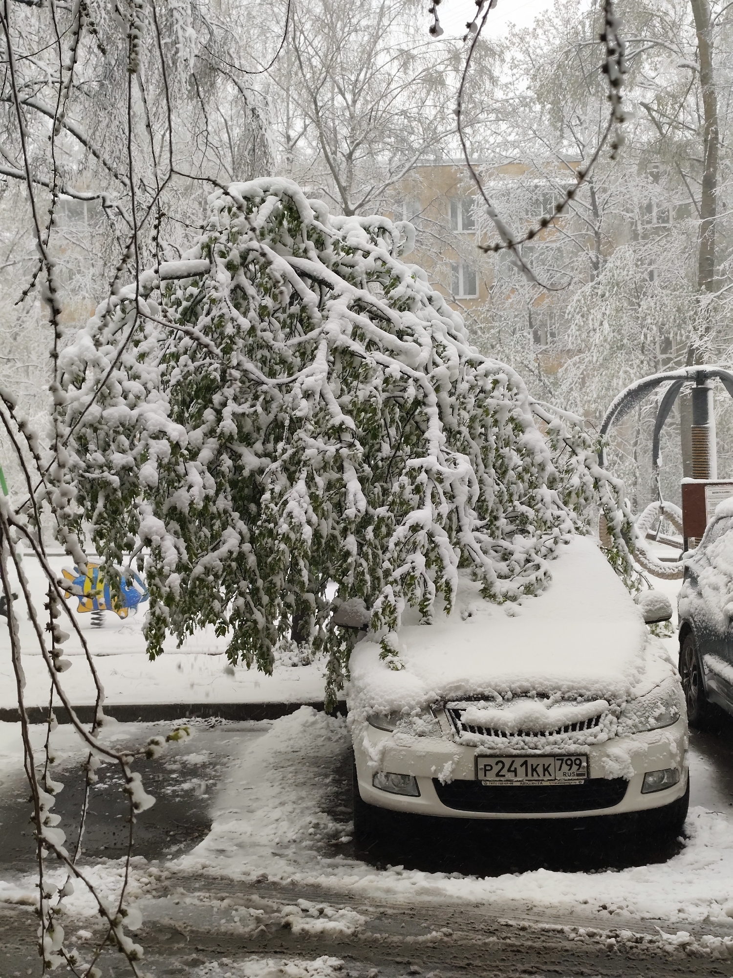 A white car is parked in a parking spot next to a snow-covered tree and covered in snow. The license plate of the car reads "P241KK799." The location appears to be a city based on the presence of an apartment building in the background. A playground is visible in the background, and a second car is partially visible to the right of the first. It appears to be snowing. The city of Unknown, Unknown is not determined from this image.